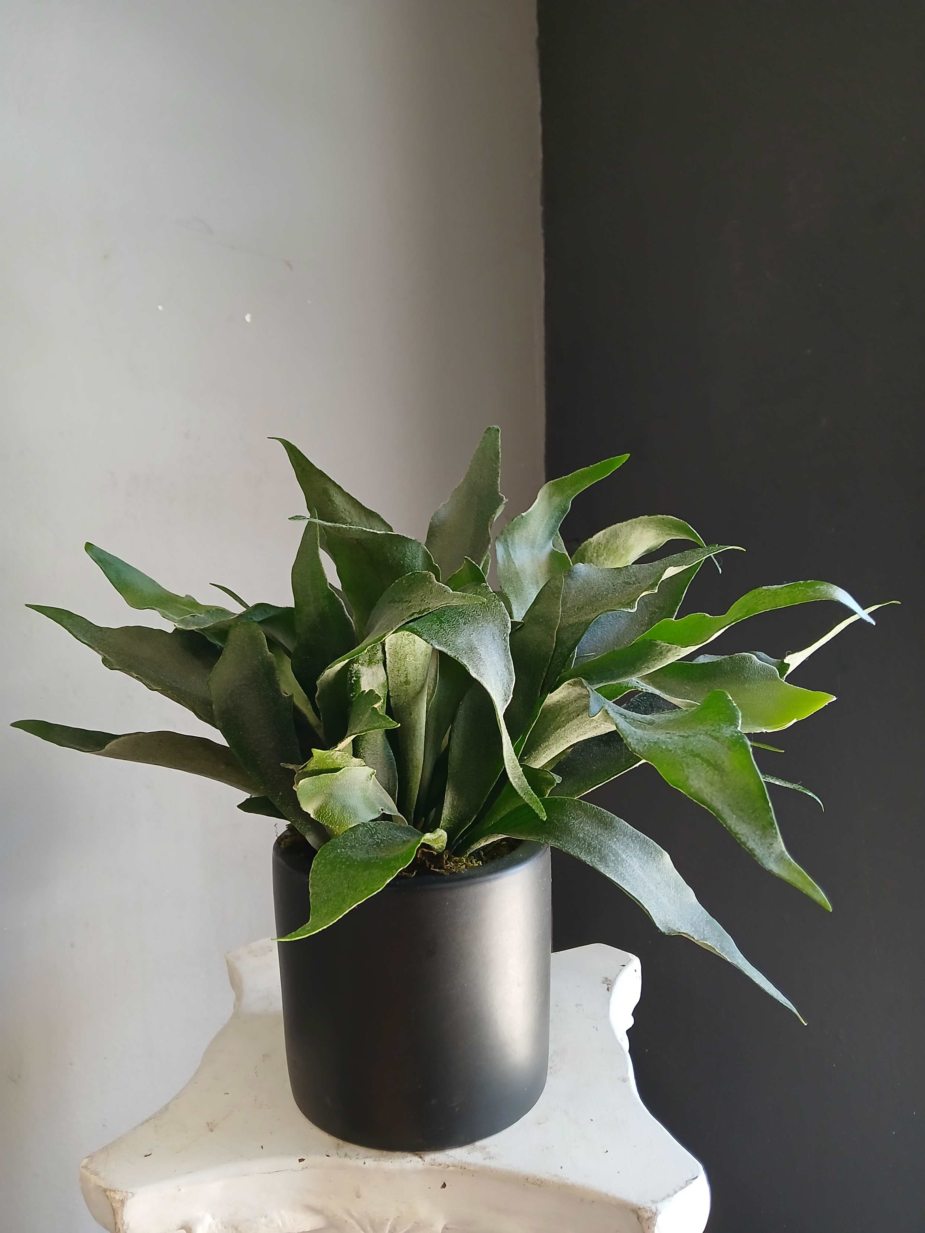 Potted green fern-like plant in a black cylindrical pot
