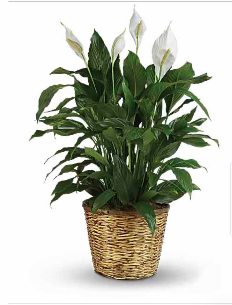 Potted peace lily plant with white blooms in a woven basket