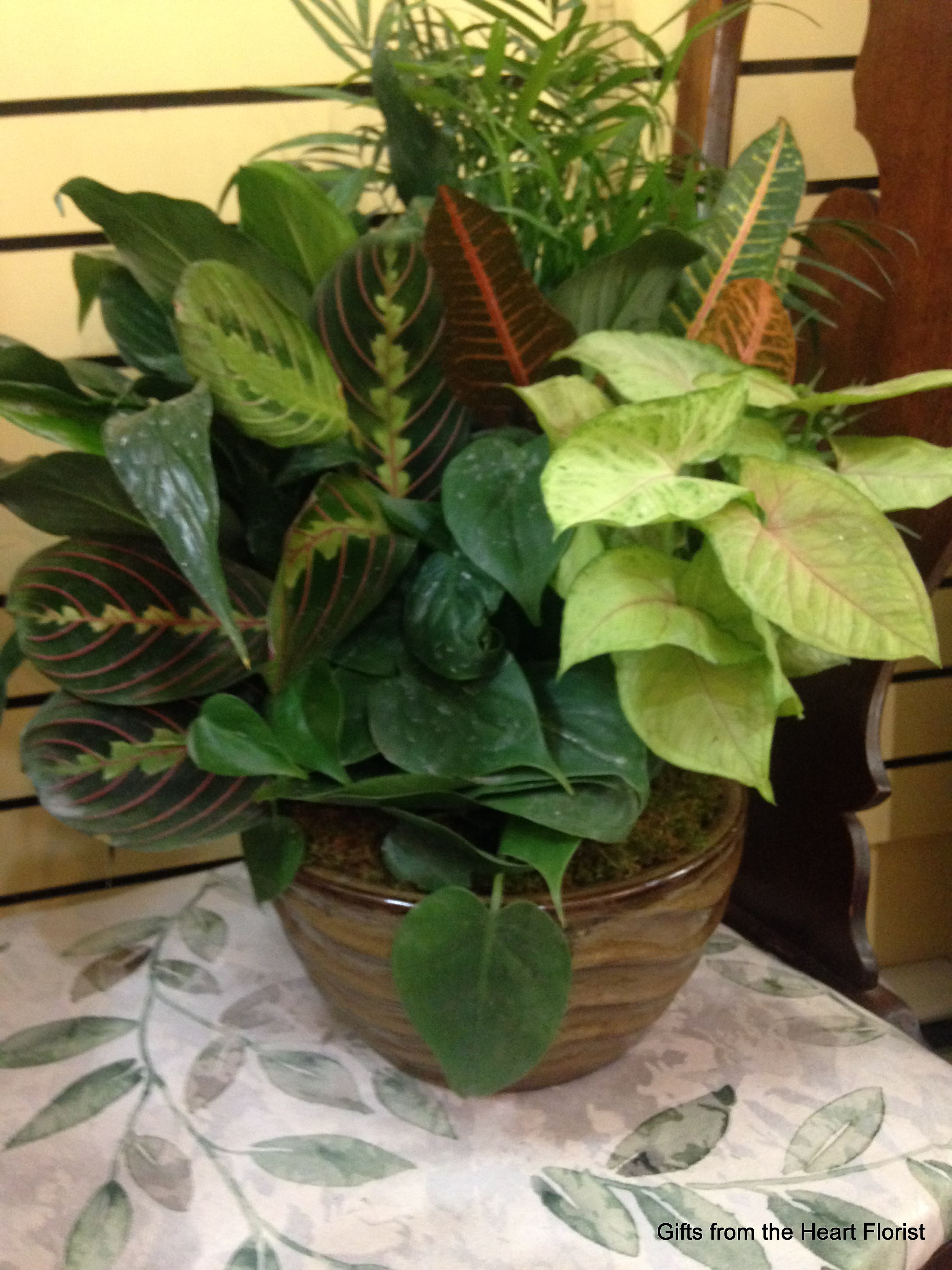 Mixed green houseplant arrangement in a ceramic pot