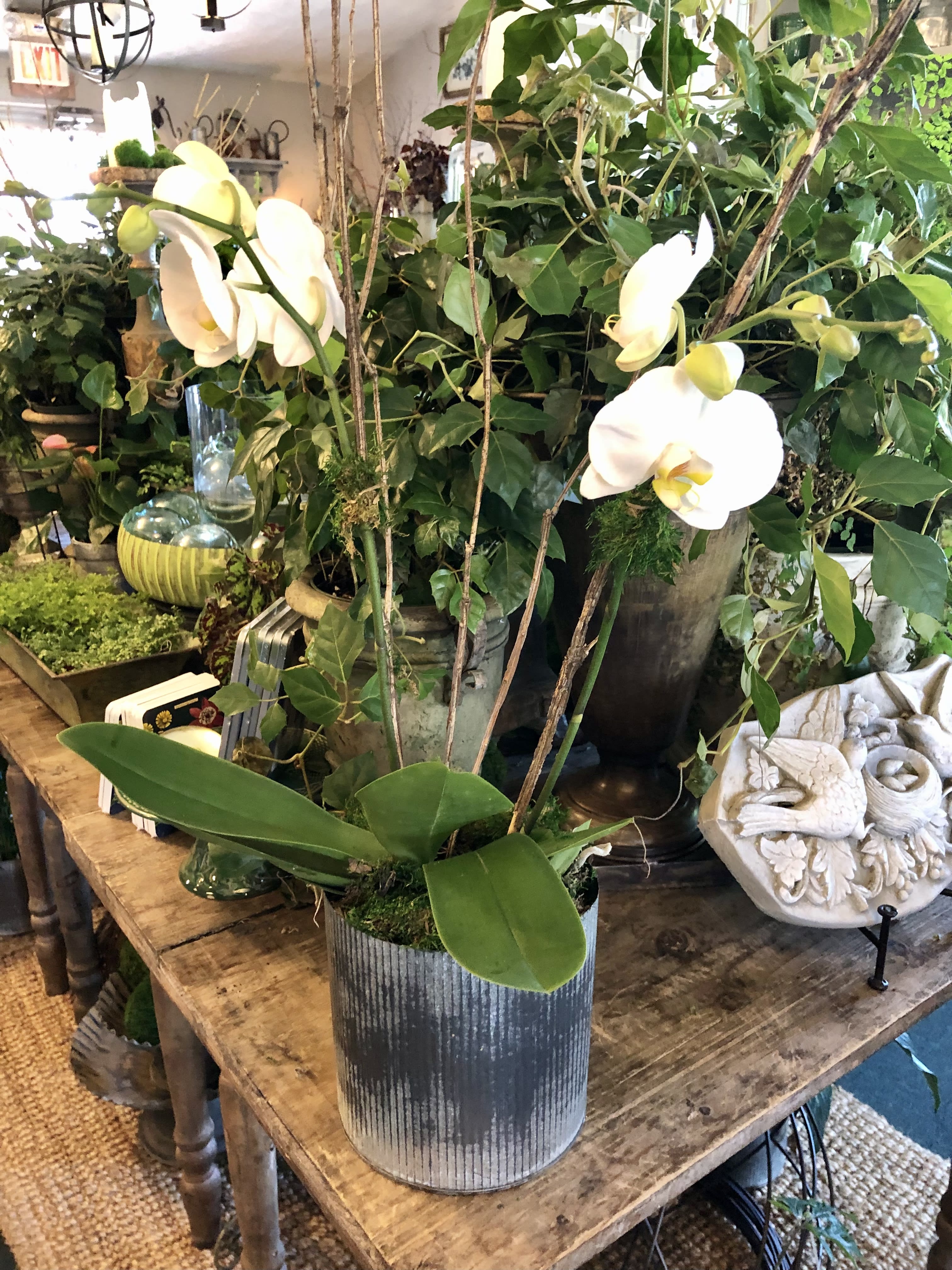 White phalaenopsis orchid plant in a gray pot on a wooden table among other potted plants