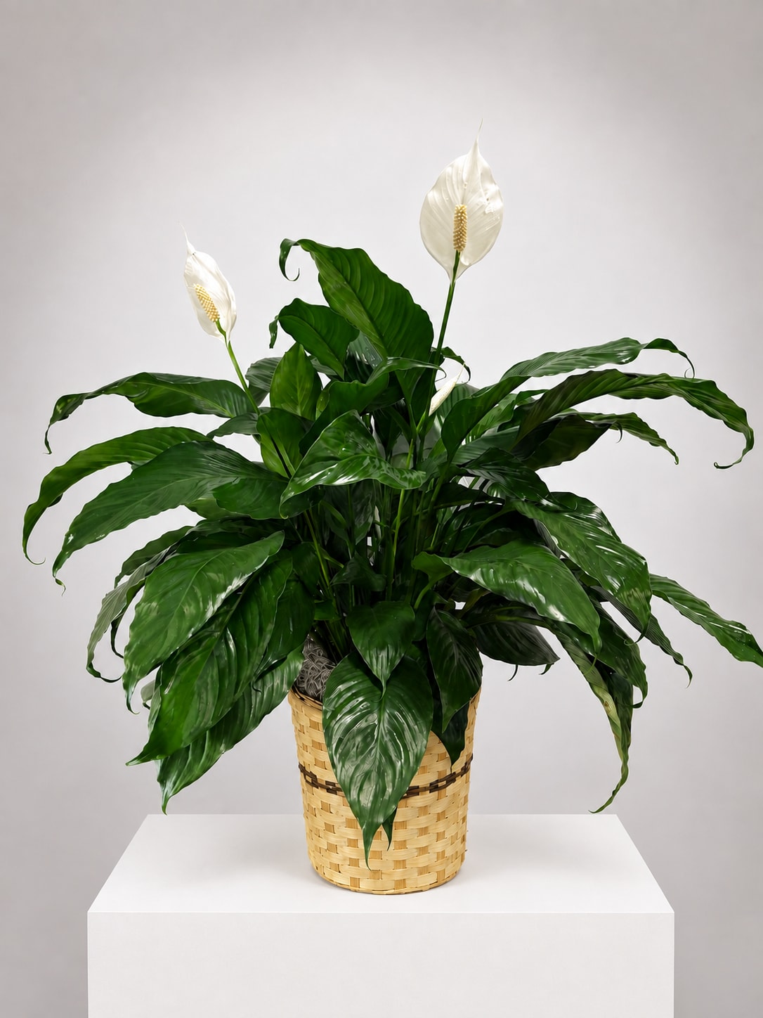 Potted peace lily with white blooms in a woven basket