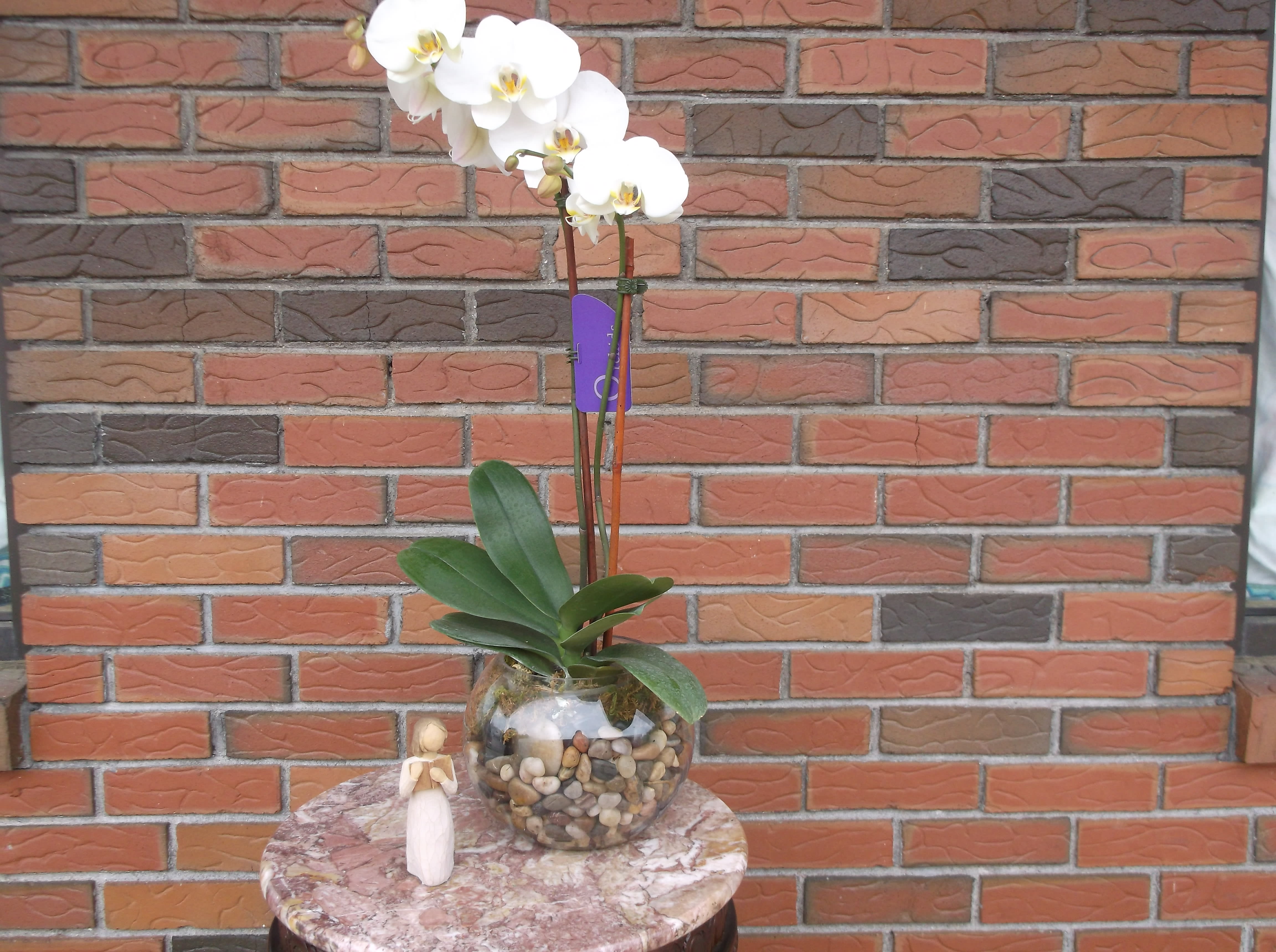 White orchid plant in a glass bowl with pebbles