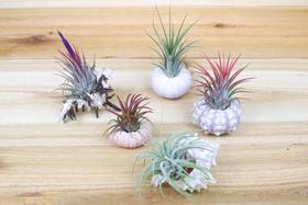Small air plants arranged in decorative holders on a wooden surface