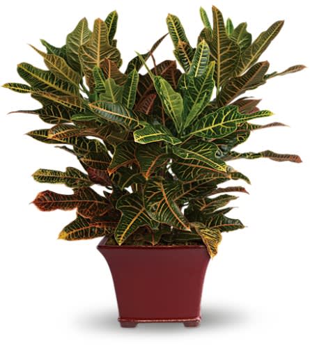 Potted croton plant with variegated green, yellow, and red leaves