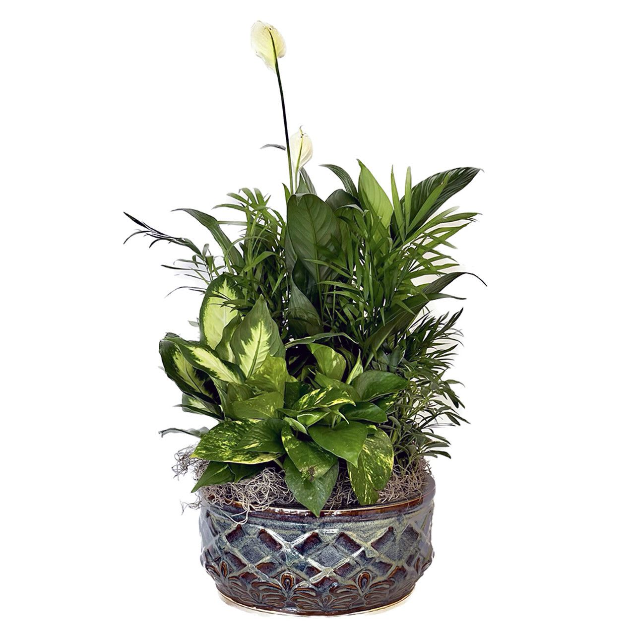 Potted green houseplant arrangement in a decorative ceramic planter