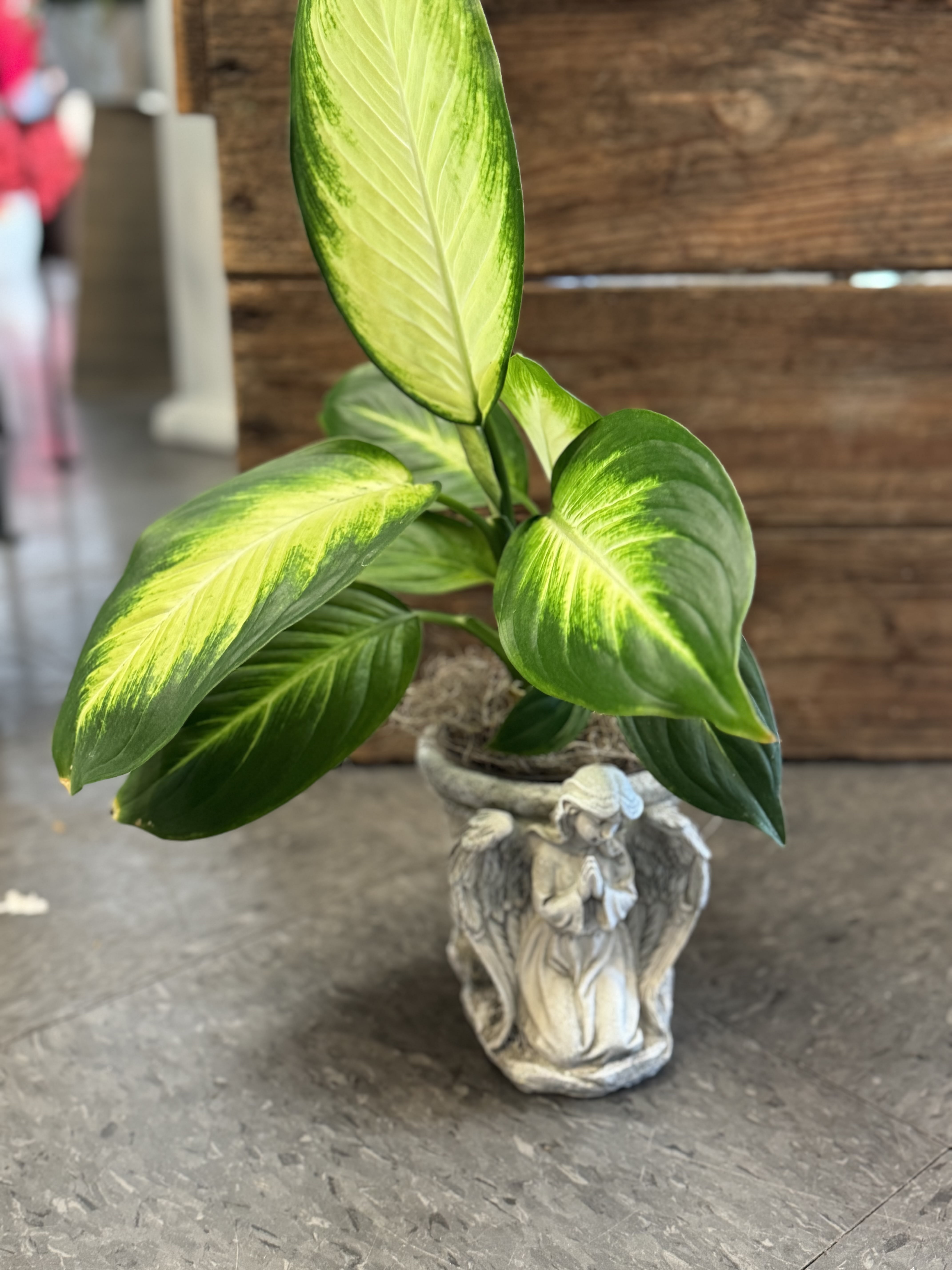 Potted green variegated plant in a decorative angel planter