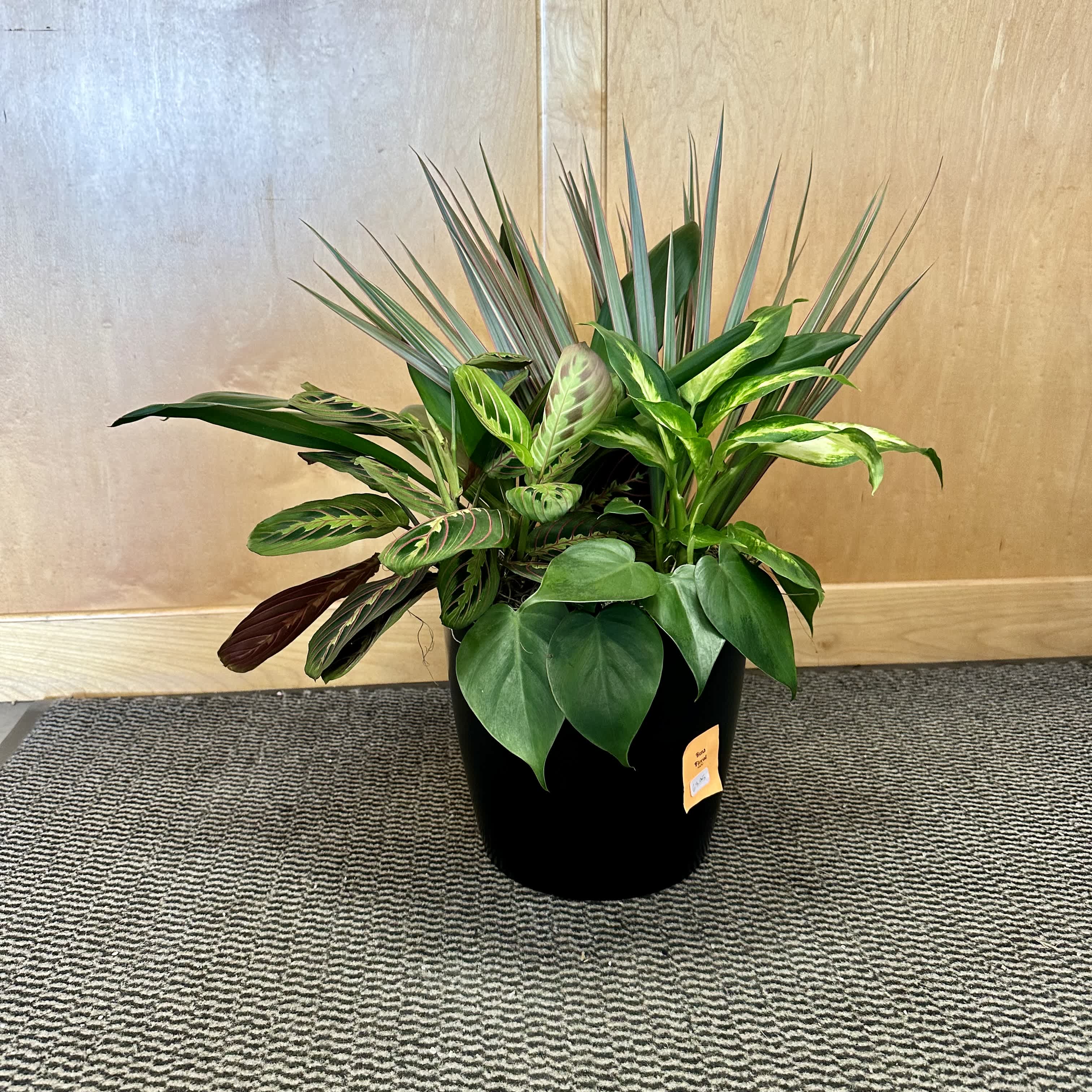 Potted arrangement of assorted green houseplants in a black container