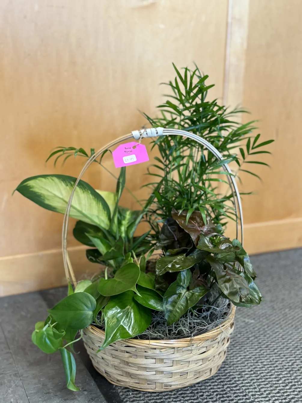 Basket of assorted green houseplants with a handle