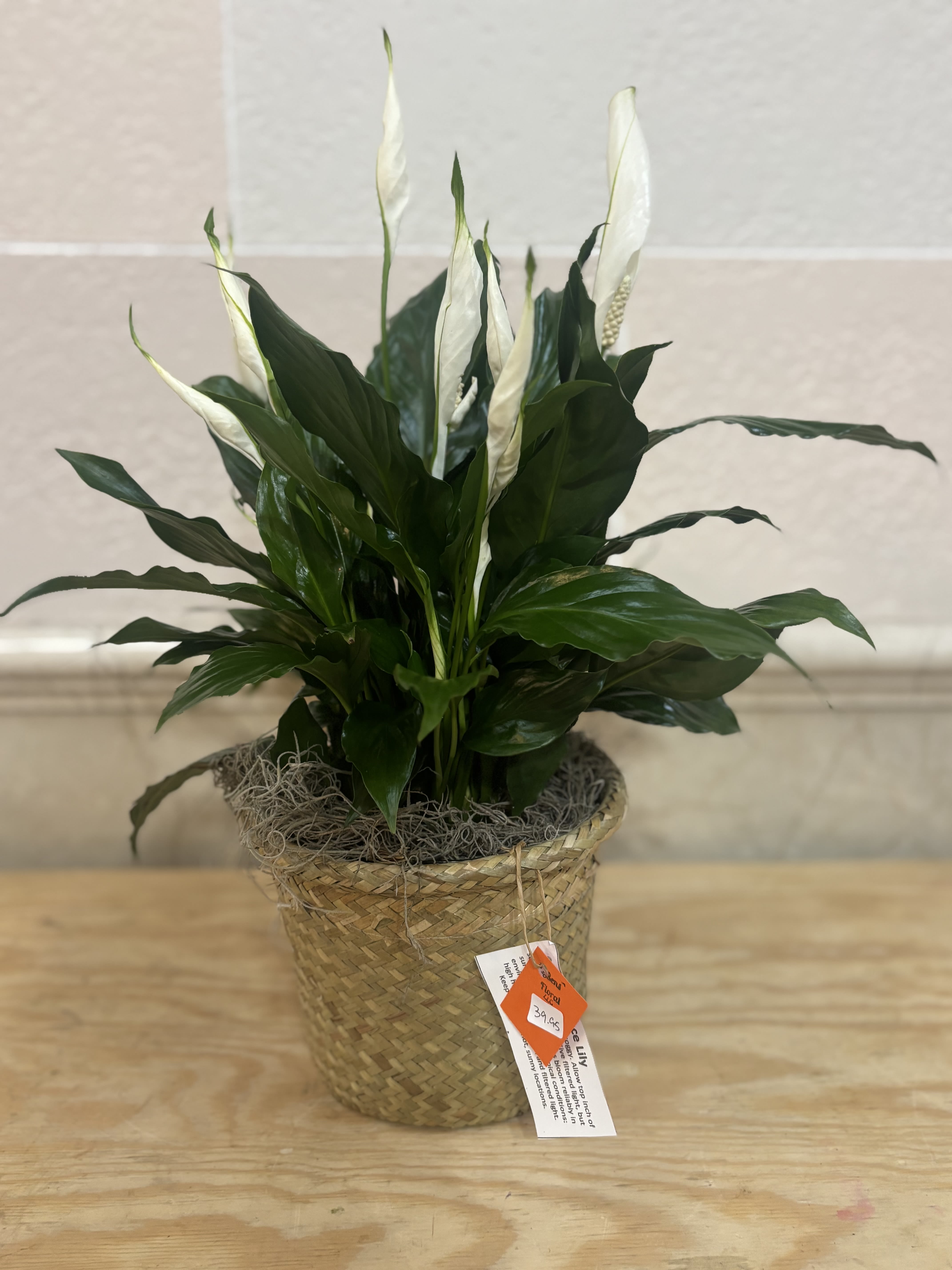 Potted peace lily in a woven basket planter