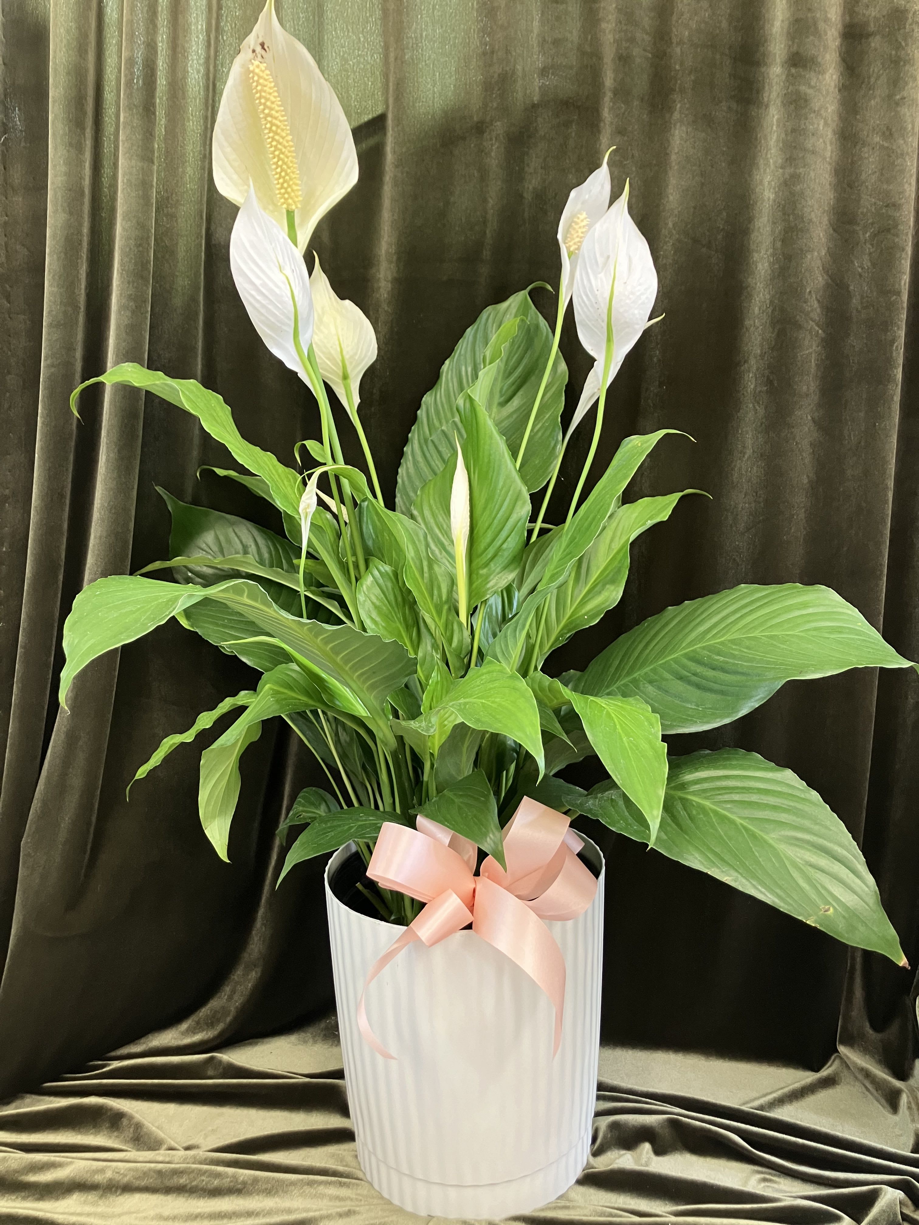 Large Peace Lily Plant  - Large live peace lily plant in an off white container with ribon. 