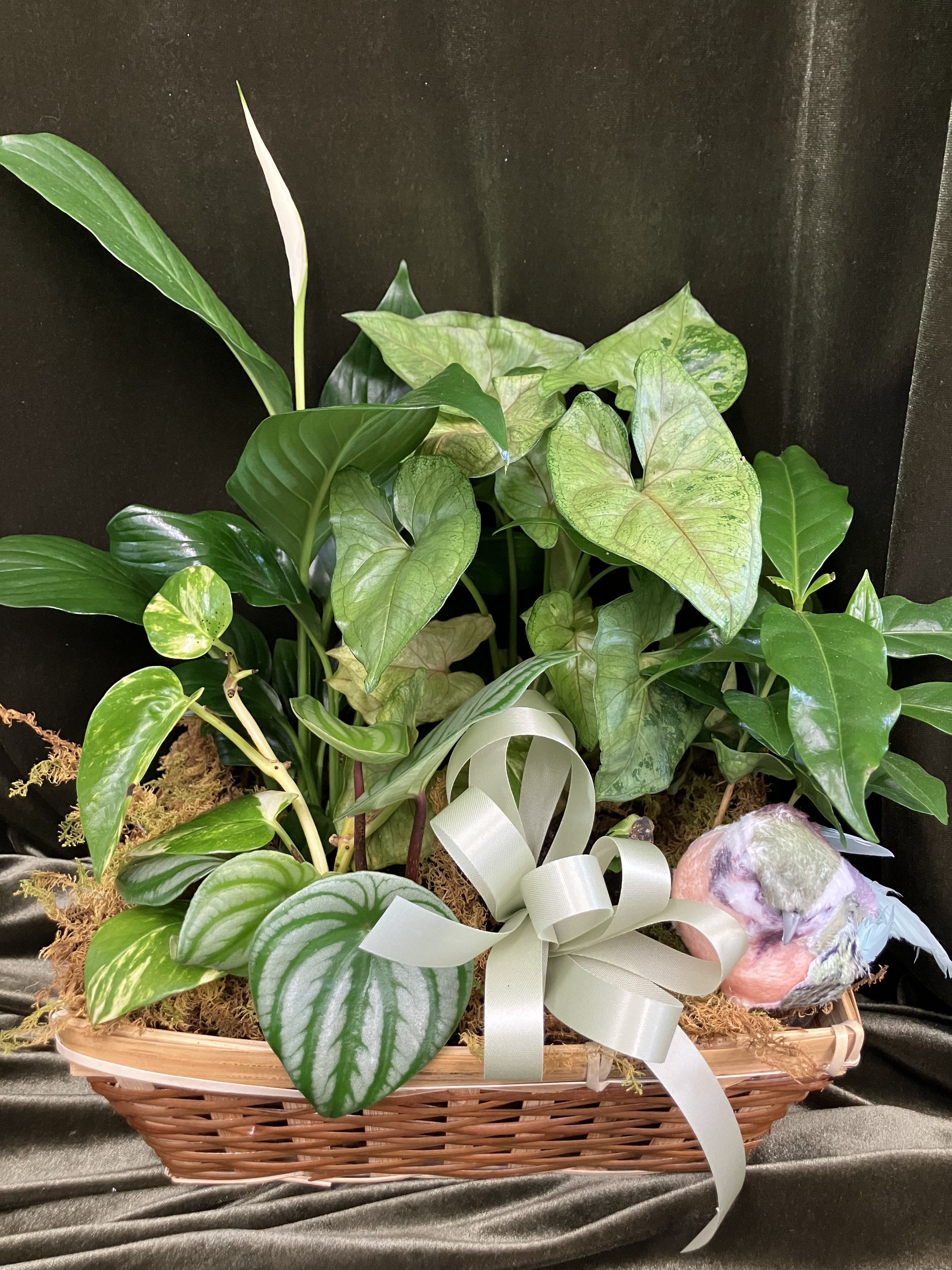 Basket Dishgarden - Beautiful house plants in a rectangle basket. Nice for sympathy, retirement, or thinking of you
