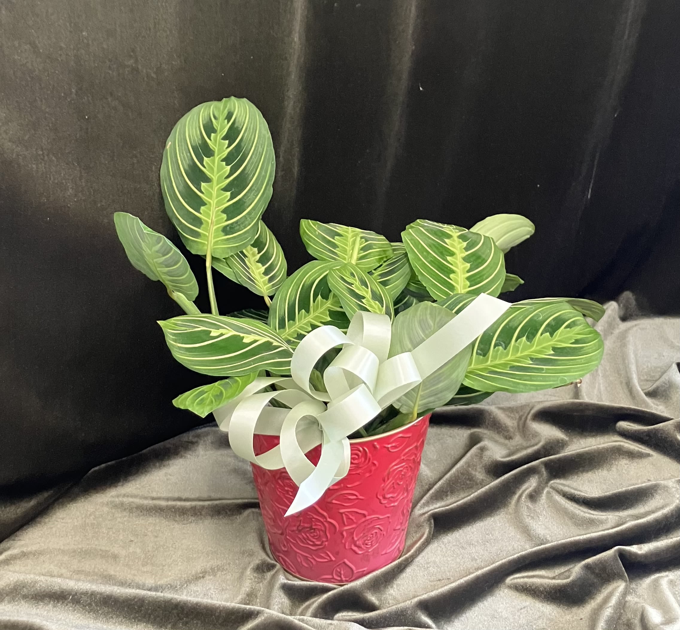 Small Prayer Plant  - Live green monstera houseplant in a pretty embossed tin container with neutral ribbon. 
