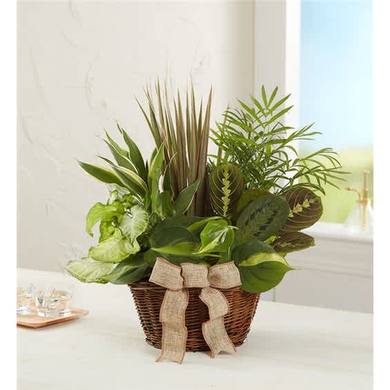 Basket of assorted green houseplants with a burlap bow