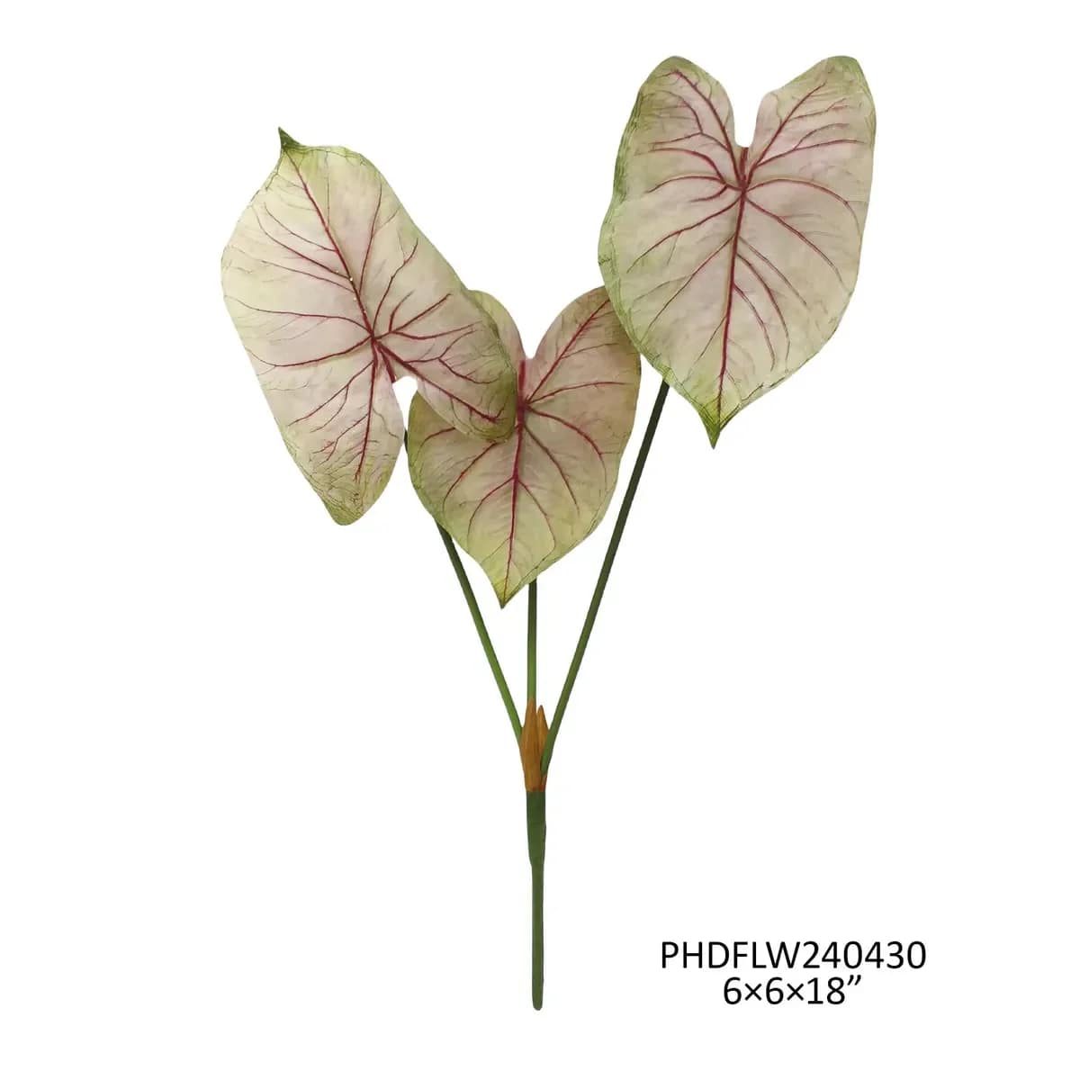 Caladium Light Blush - Caladium 