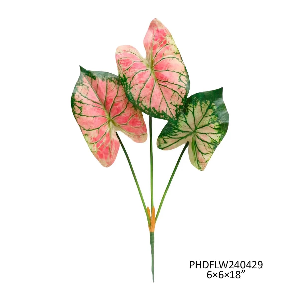Caladium Watermelon - Caladium