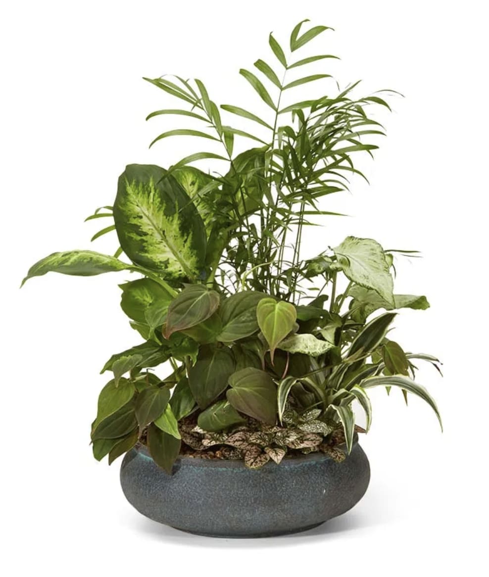 Mixed green houseplants in a round gray planter