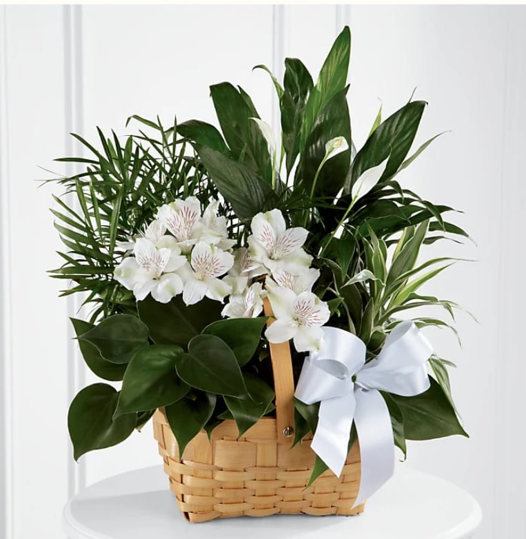 White flowers and green plants arranged in a wicker basket with a white ribbon