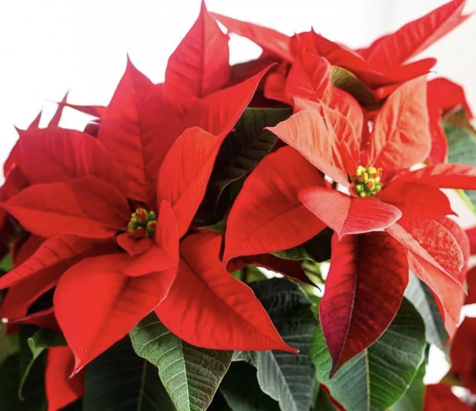 Red poinsettia plant with dark green leaves