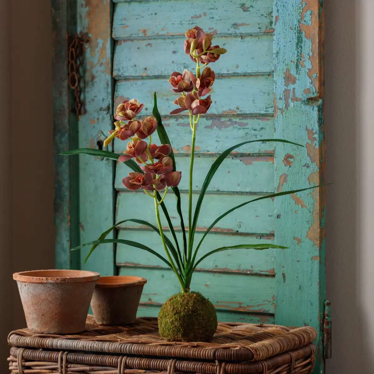 Brown-Green Cymbidium In Moss Ball - Dimensions: 5.25 x 5.25 x 27.5 (in)