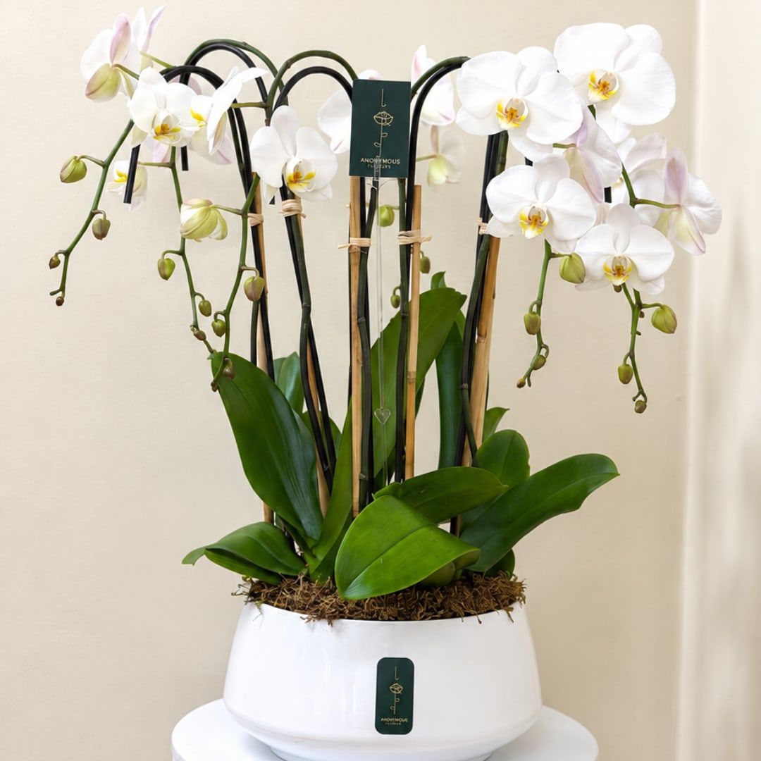 White orchids in a white pot with support stakes