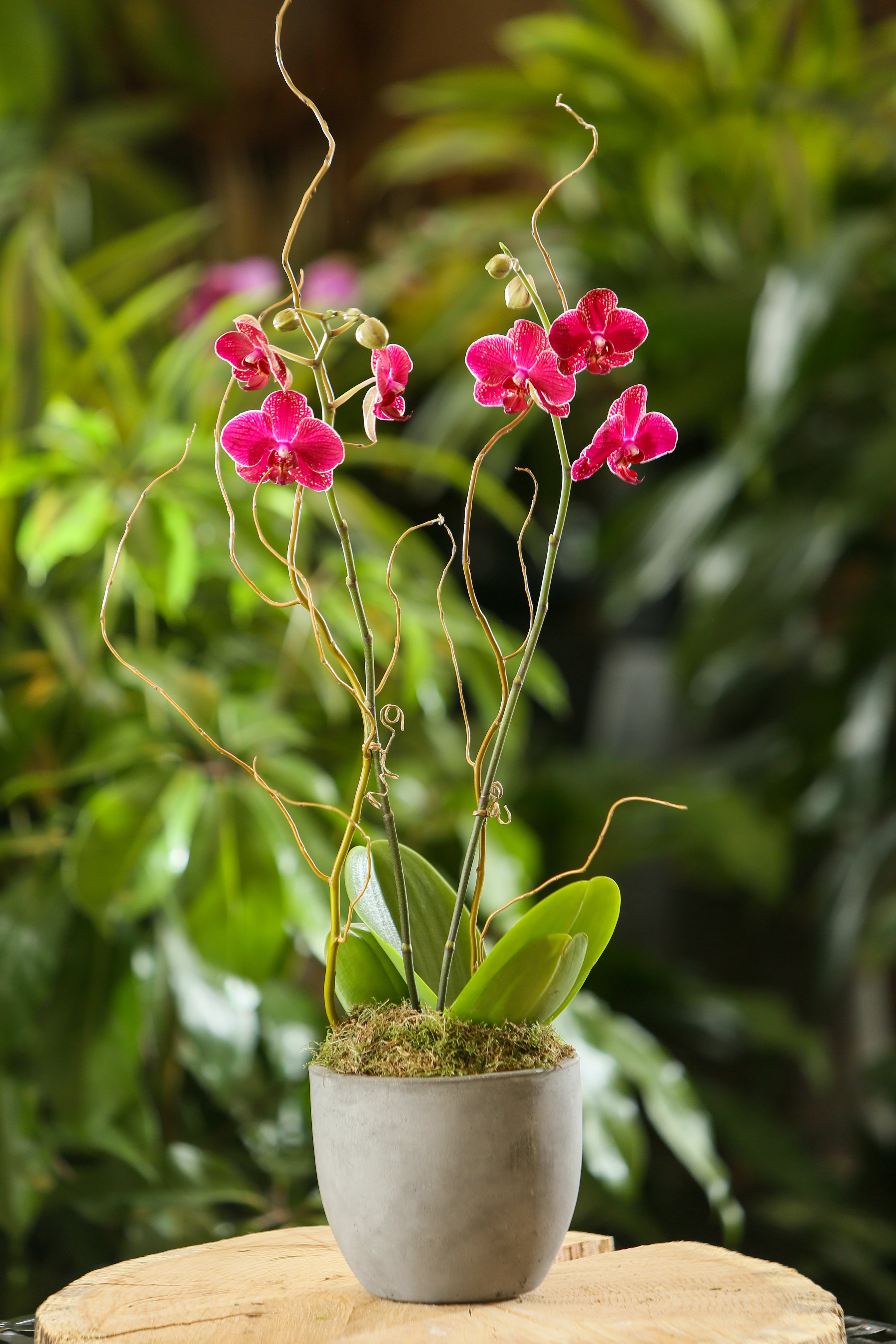 Potted pink orchid plant with arching blooms and curly branches in a gray pot