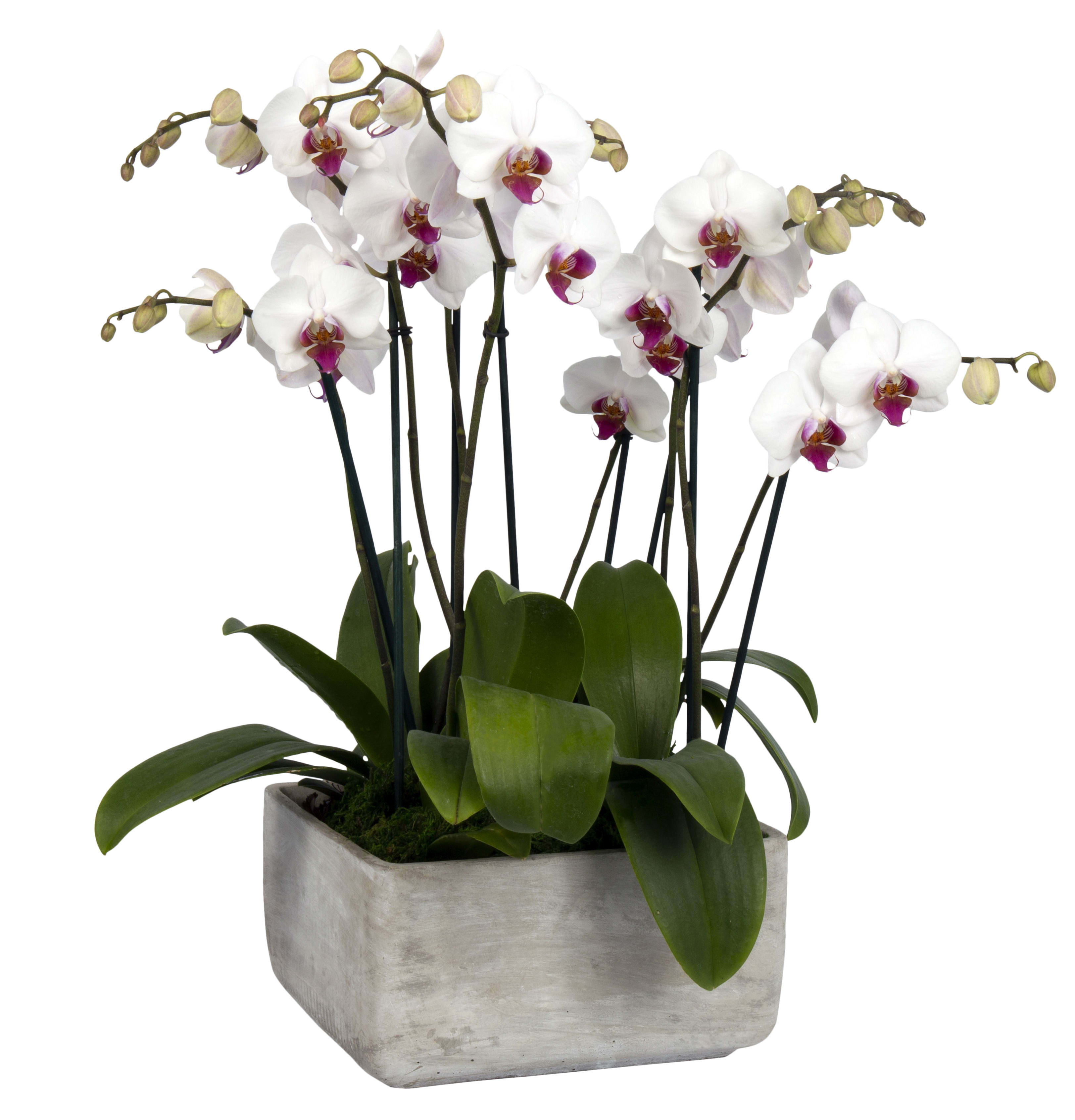 White orchids in a square gray planter