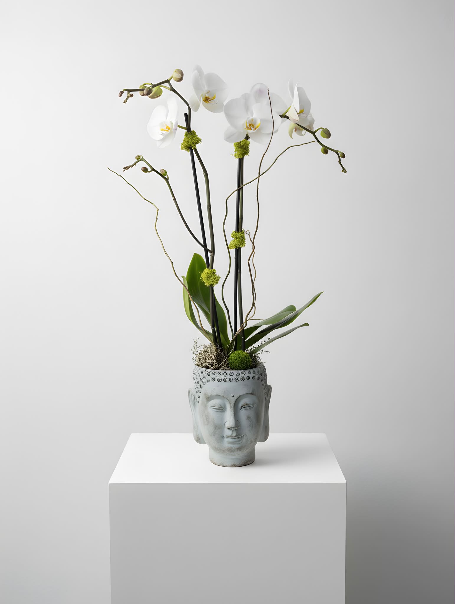Buddha Orchid - This arrangement features a large double stemmed orchid designed in a Buddha container adorned with moss.