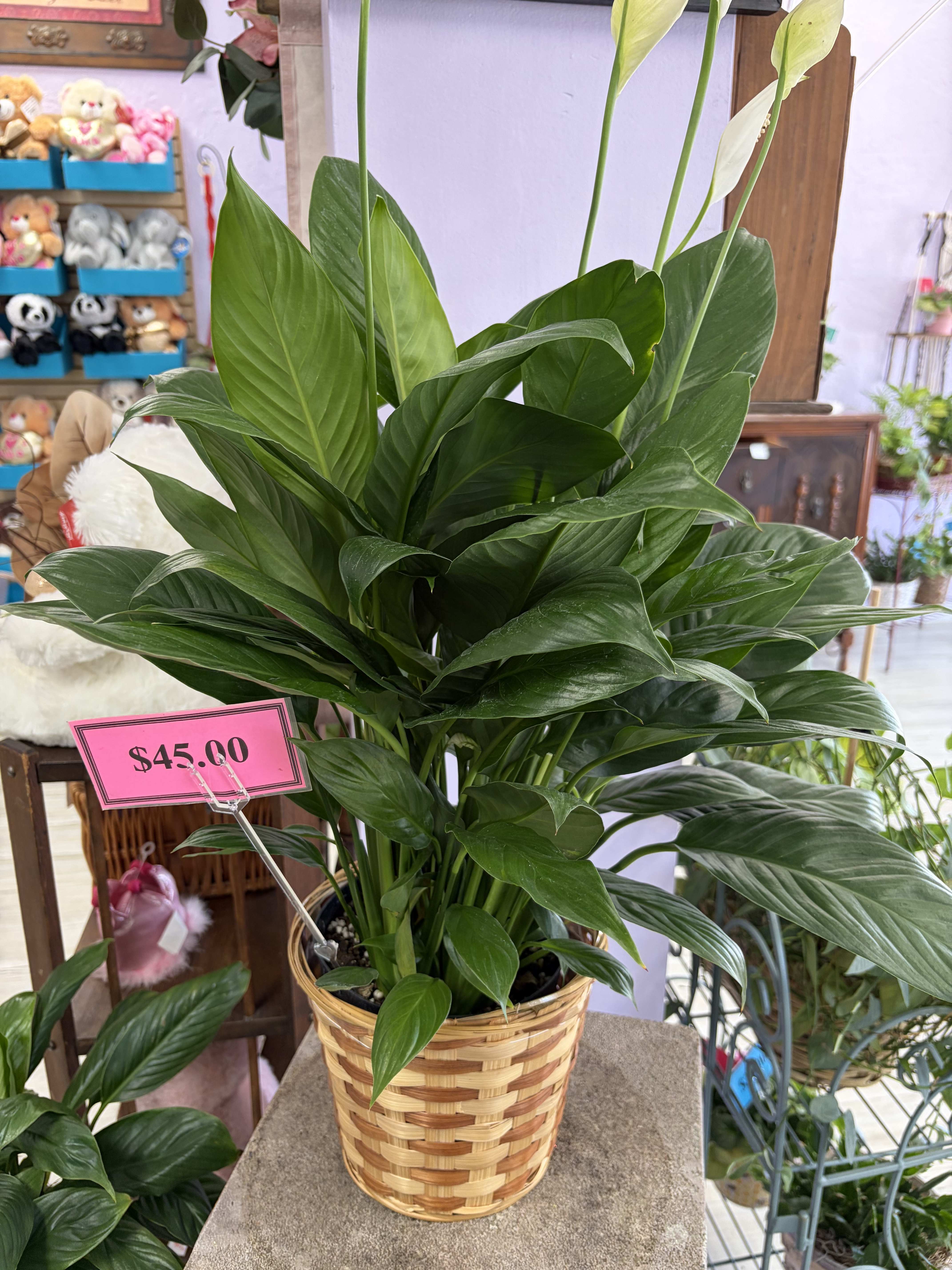 Potted green houseplant in a woven basket planter