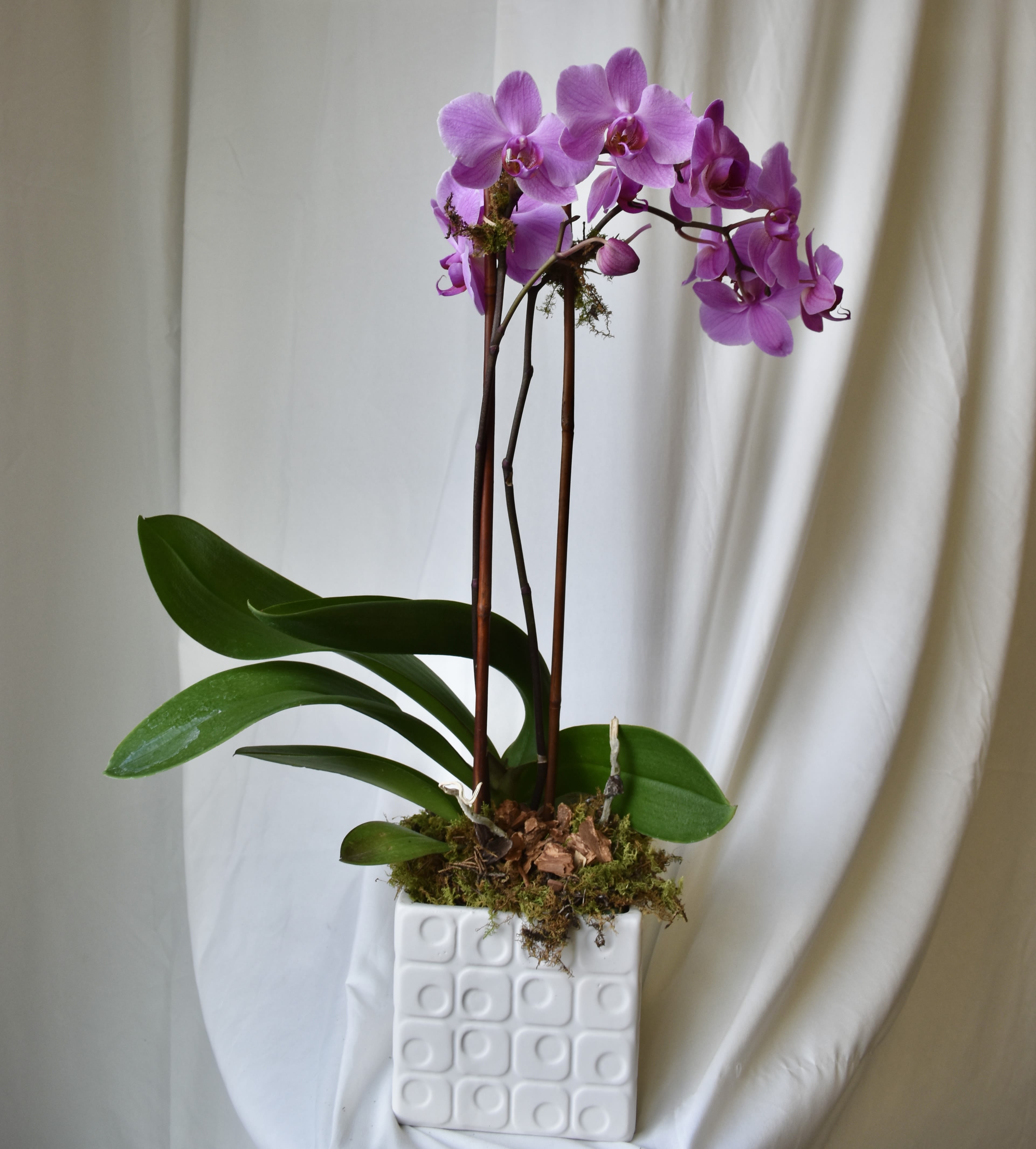 Phalaenopsis Orchid Plant - One Phaelaenopsis orchid placed in a beautiful glass, stone, or ceramic container. Our orchids are featured with moss, rocks or occasionaly curly willow, to enhance the look.  *Color of Orchid and container may vary. If you are looking for something specific, please call us ahead of time so we can accomodate for you. Orchids are Pet Friendly Plants!*