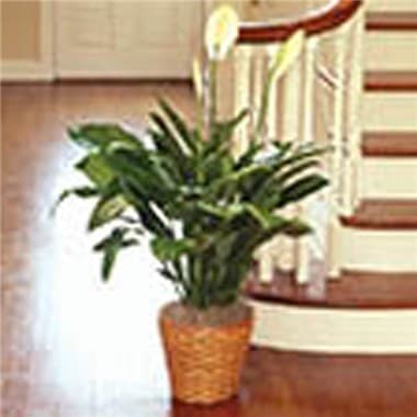 Potted green plant in a woven basket-style container