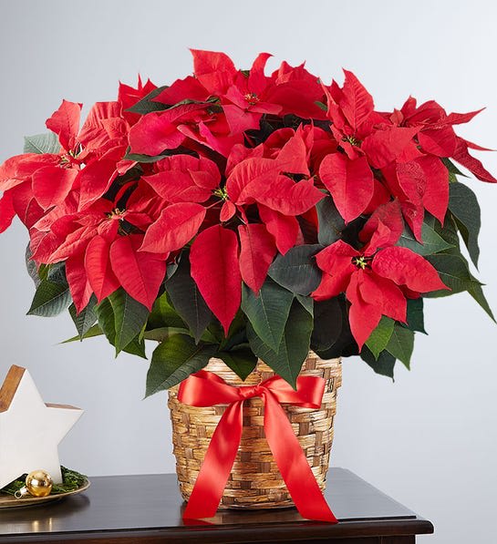 Red poinsettia arrangement in a woven basket with a red ribbon