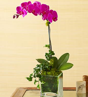 Purple Phalaenopsis Orchid - Product ID: 99201  Capture their love for the exotic with a passionate purple Phalaenopsis orchid. Also known as the moth orchid for its shapely leaves that resemble moths in flight, this beauty is hand-selected by our florists and arrives in a chic cube planter that's perfect for any dÃ©cor. Single purple Phalaenopsis (fah-lay-NOP-sis) orchid stem arrives fresh and blooming, with beautiful accents Set in a modern glass cube planter; measures 5"H x 5"D Measures overall approximately 5"D Our florists hand-pick each plant, so bloom color and container may vary due to local availability