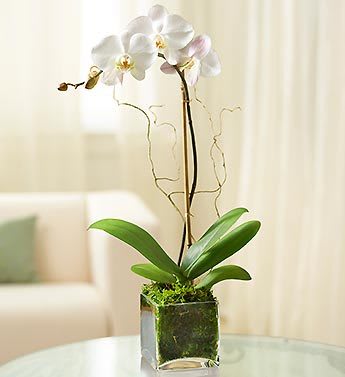 1 Stem White Phalaenopsis Orchid - Product ID: 99200  Hard to say, but easy to love. That's the striking Phalaenopsis orchid. Its graceful beauty adds elegance to any setting, with vibrant green leaves that complement a long, delicate stem and wing-shaped blooms. Beautifully set by our select florists in a chic glass cube planter Single white Phalaenopsis (fah-lay-NOP-sis) orchid stem arrives fresh and blooming Accented with green moss and willow branches Set in a modern glass cube planter; measures 5"H x 5"D Measures overall approximately 5"D We hand-select each plant, so bloom color and container may vary due to local availability
