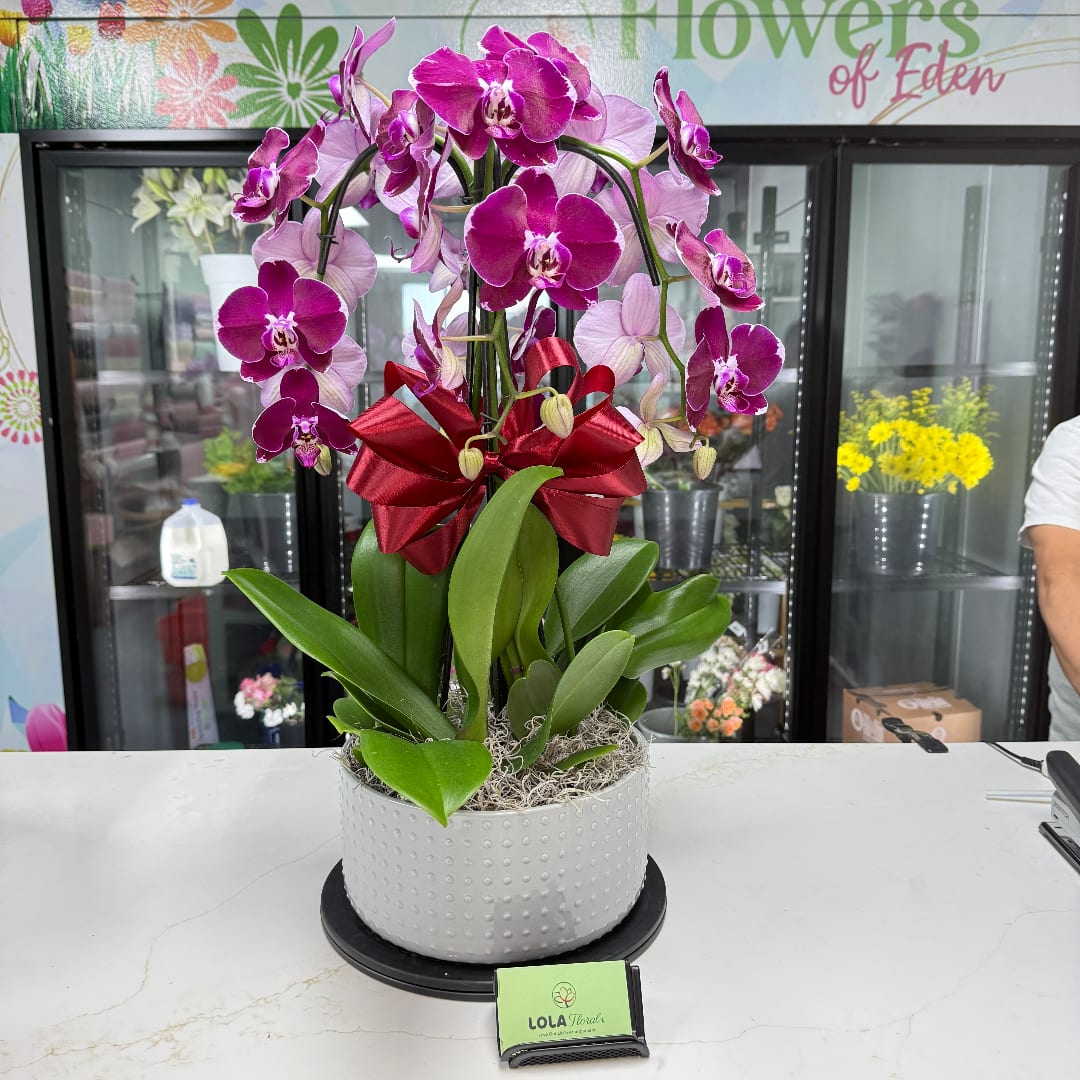 Purple orchids in a white pot with a red ribbon