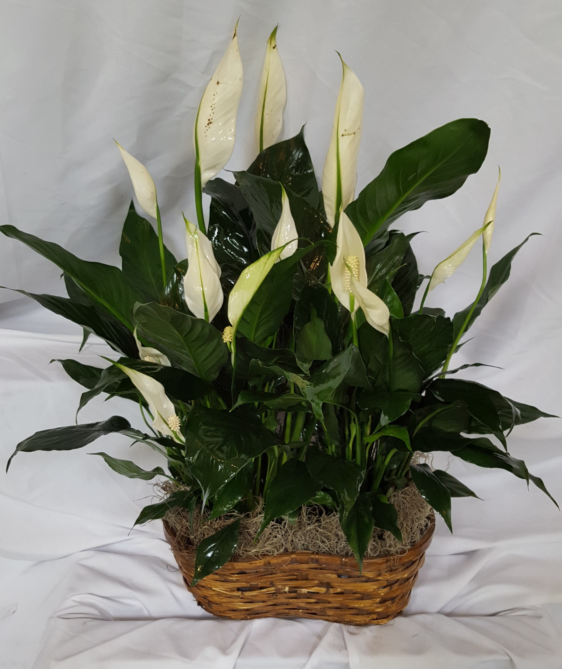 White peace lilies in a wicker basket with dark green foliage