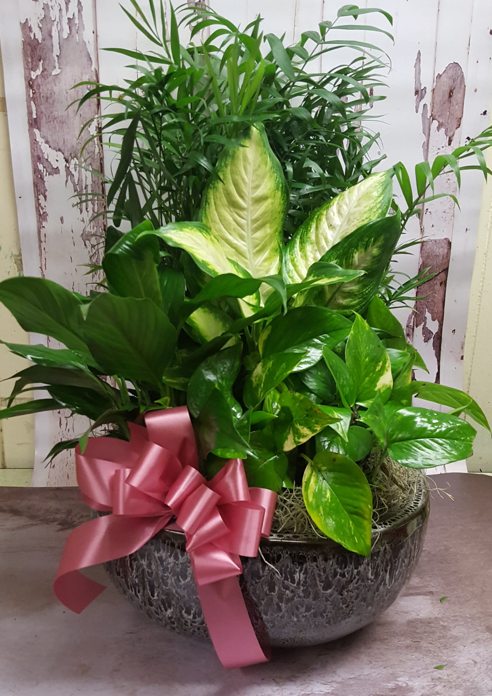 10 inch Dishgarden - A long lasting, lush green assortment of assorted tropical foliage plants. THE PLANTS AND CONTAINER WILL VARY FROM THE PICTURE. Approximate size: 12"W x 17"H. DELUXE version will contain a few fresh stem accents. YOU MAY REQUEST SPECIFIC COLORS OF FLOWERS IN THE "SPECIAL INSTRUCTIONS" BOX