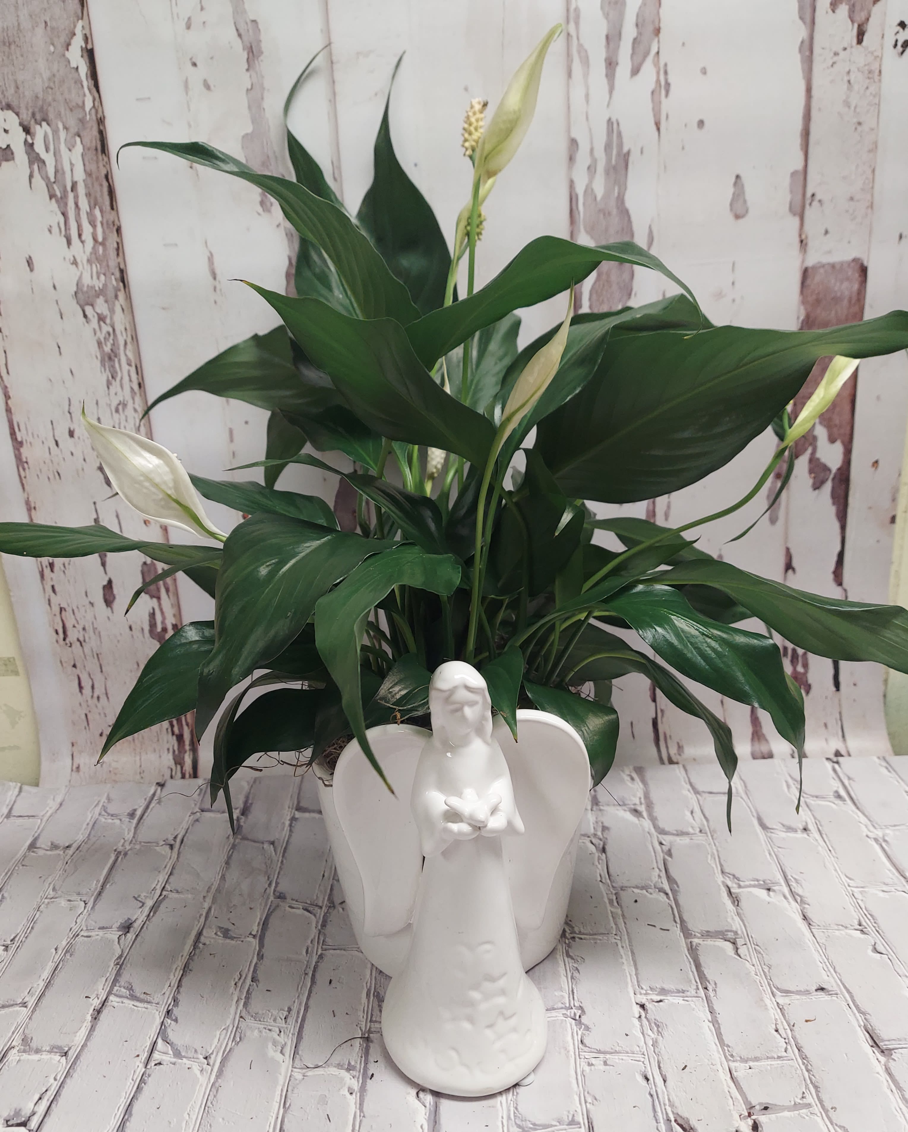 Potted peace lily with white blooms in a white angel planter
