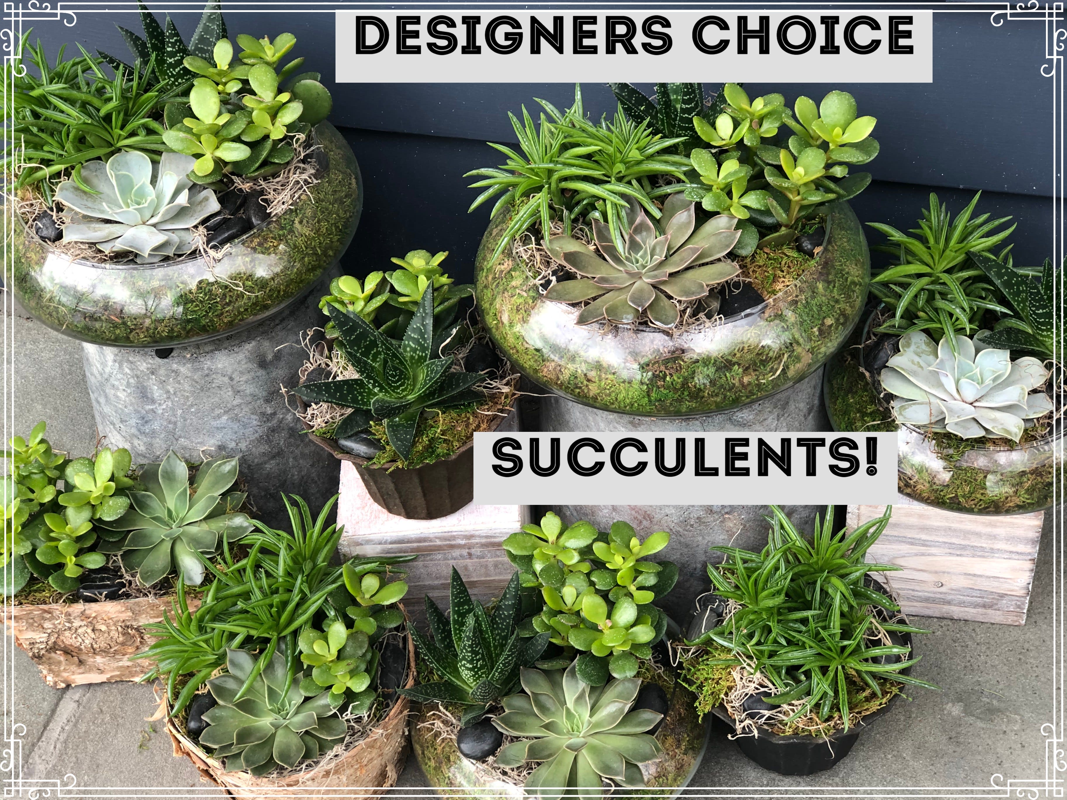 Assorted succulent planters in round containers with moss and stones.