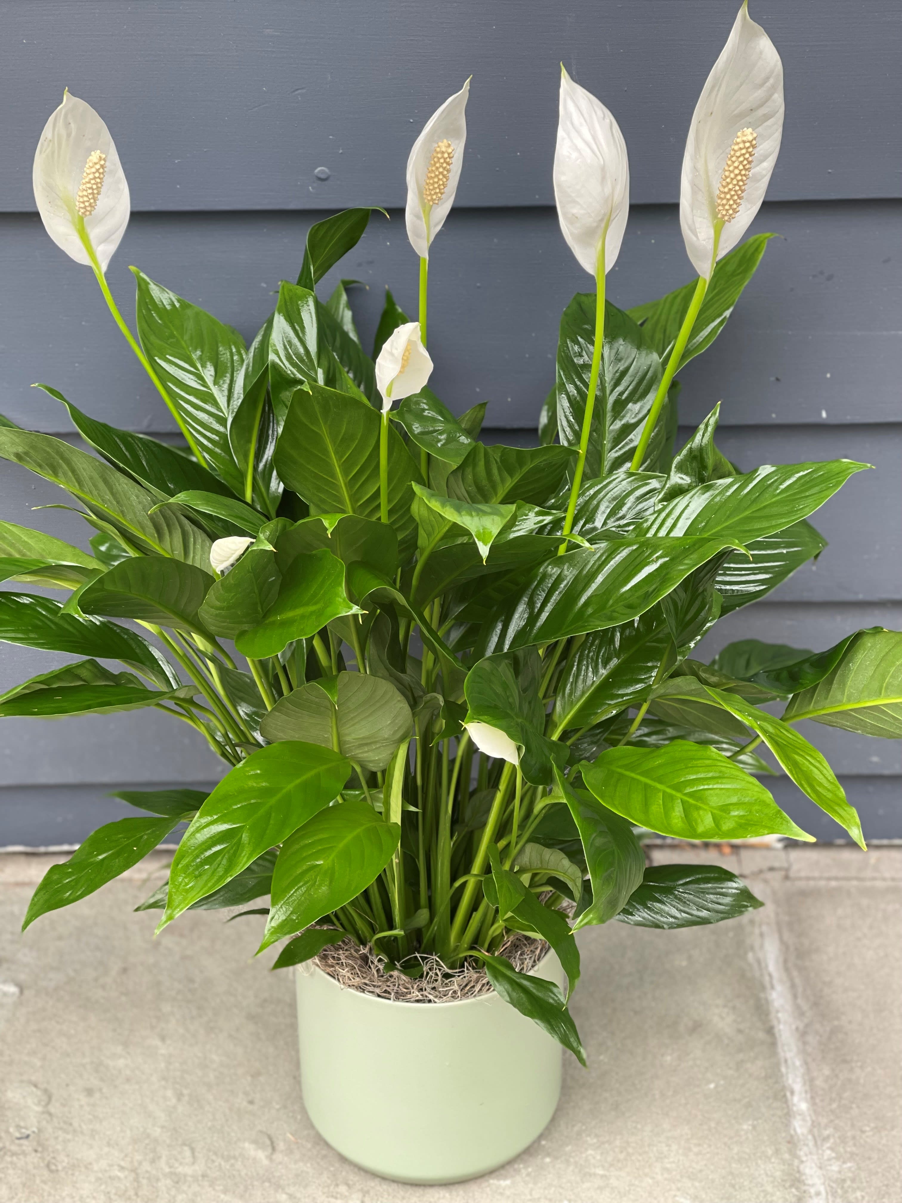 Spathiphyllum Peace Lily - The Spathiphyllum, or more commonly known as the Peace Lily, is a beautiful plant to help convey your wishes for tranquility and sweet serenity. An ideal gift for most occasions, arrives displayed in a nice ceramic container.  *** 6" Pot Size, decorative container may vary.  