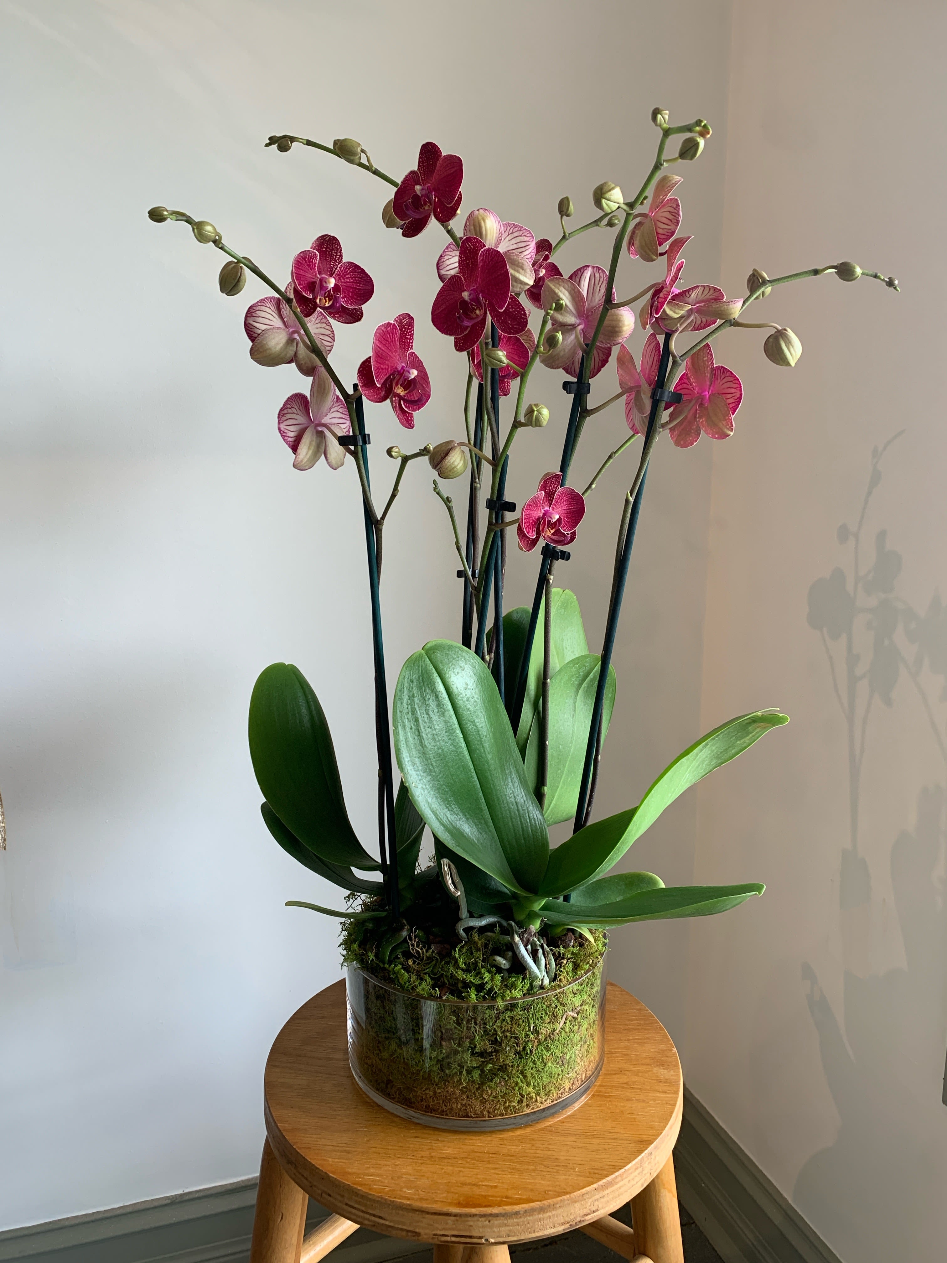 Potted pink orchid arrangement in a clear glass container