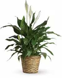  Peace Lily Plant 8" - A beautiful 8-inch Spathiphyllum (Peace Lily) plant, known for its graceful white blooms and lush green foliage. Larger and fuller than the standard size, this elegant plant makes a thoughtful and lasting gift for any occasion.  Presented in a brown or white basket depending on availability and finished with a decorative bow, this classic plant is perfect for sympathy, get well wishes, housewarmings, or sending a message of peace and comfort.