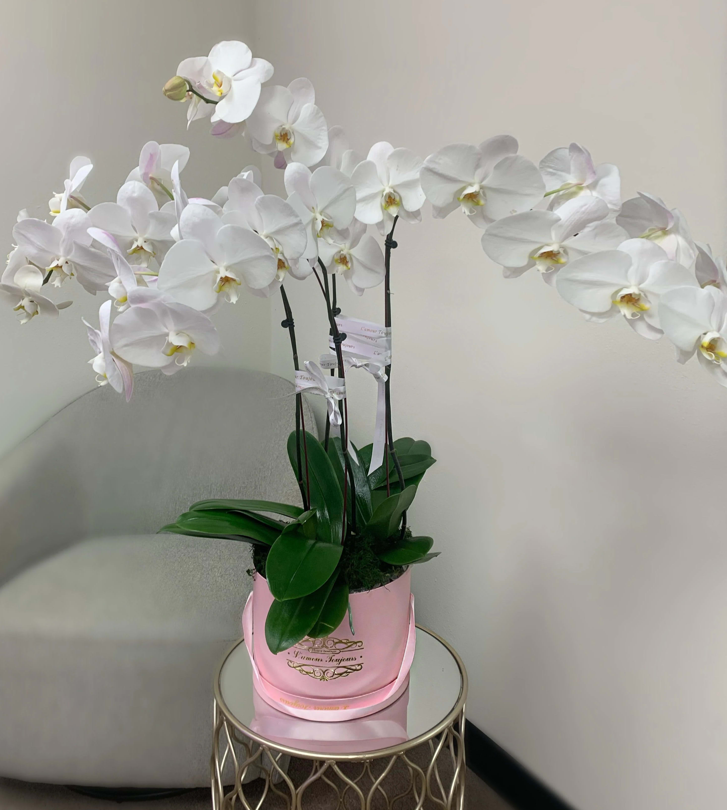 White phalaenopsis orchid plant in a pink pot on a small round table