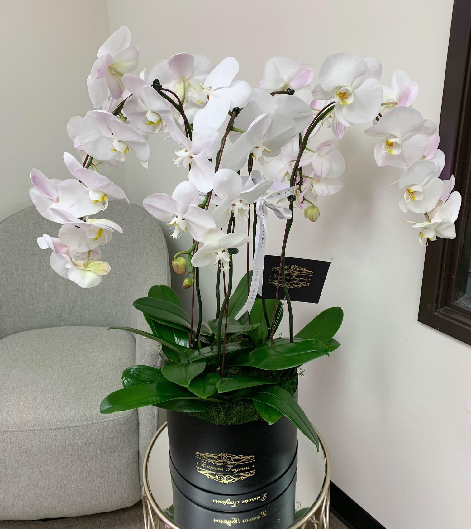 White phalaenopsis orchid plant with multiple stems in a black hatbox-style container