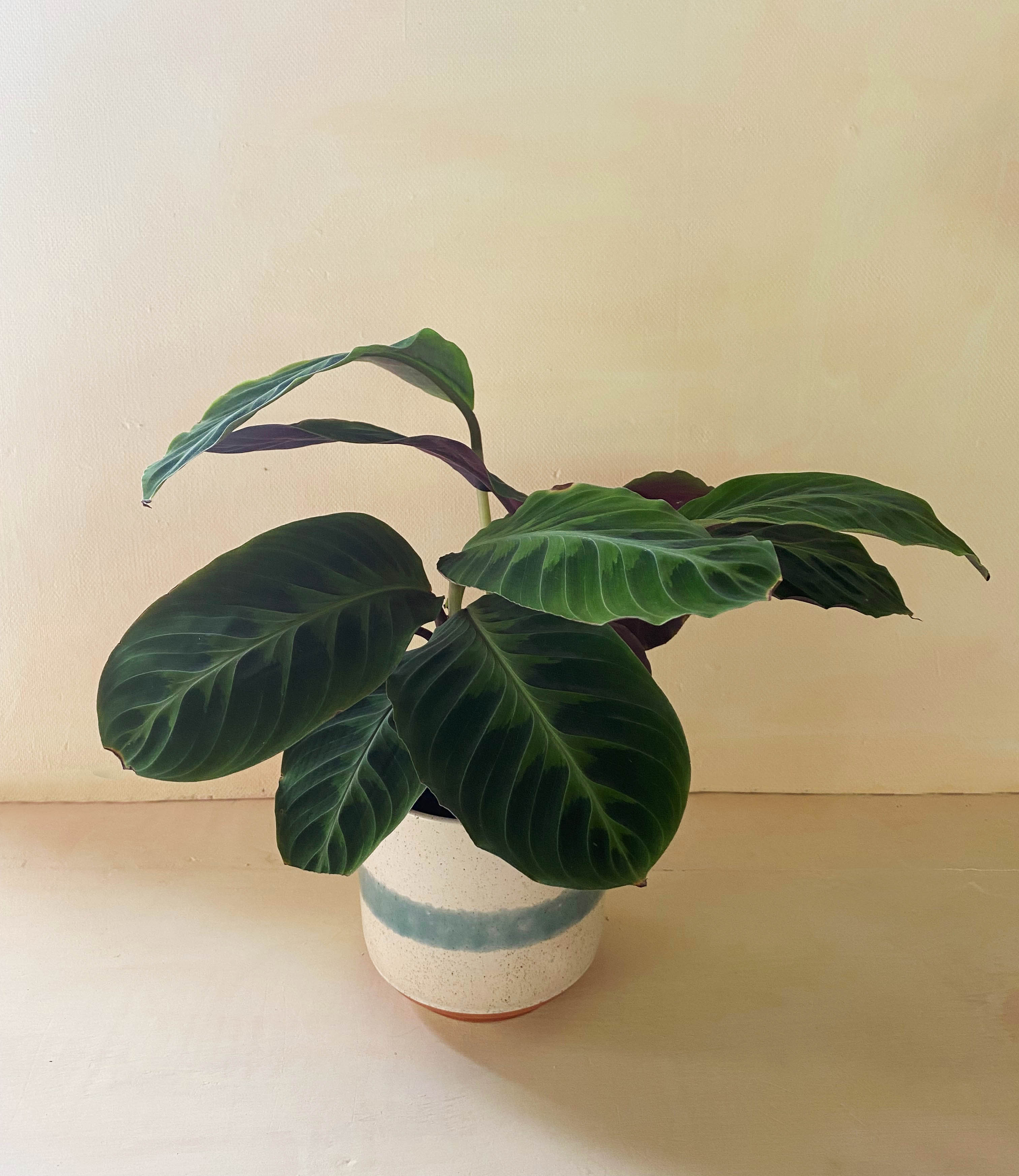 Potted green houseplant with broad leaves in a white ceramic pot