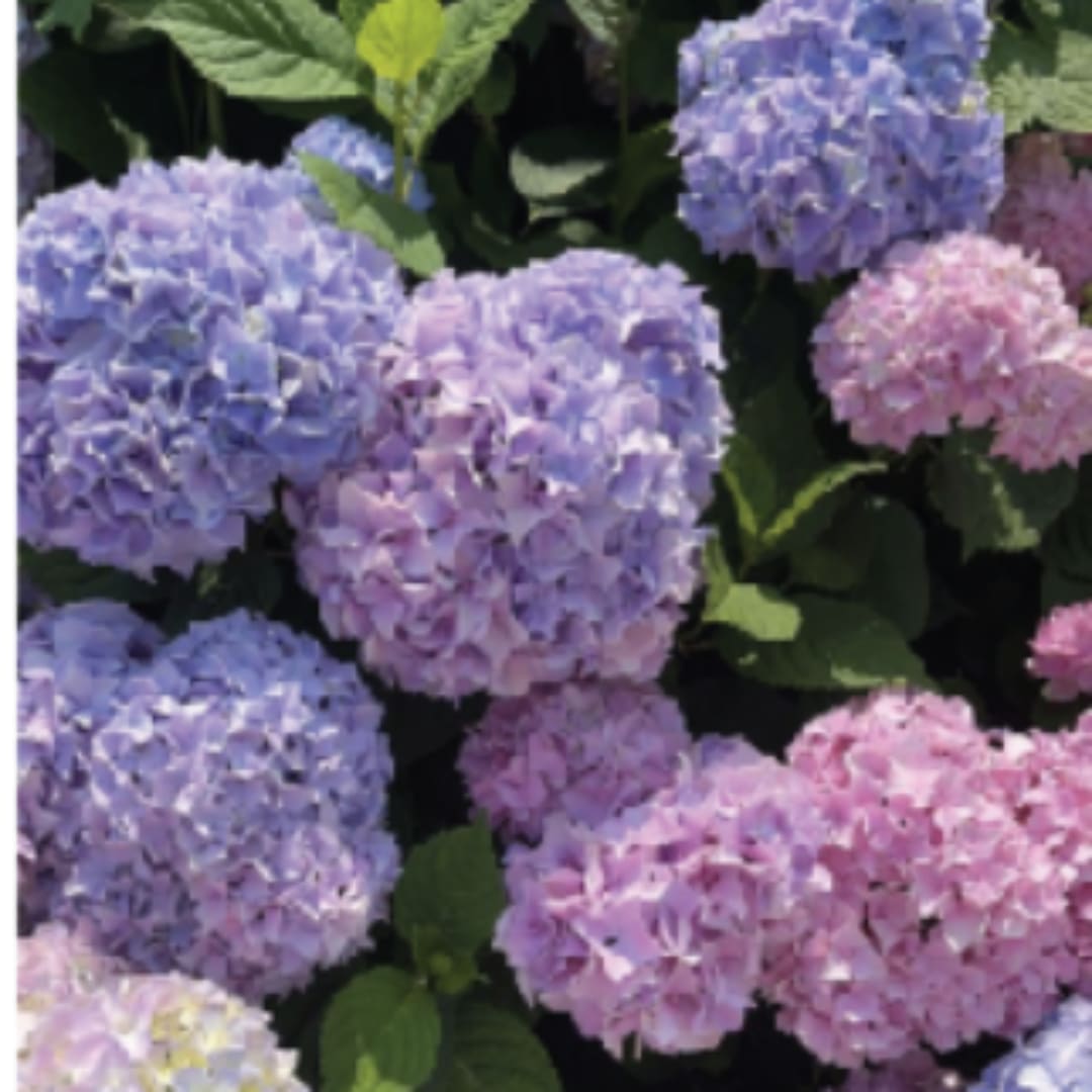 Clusters of pink and lavender hydrangea blooms with dark green leaves