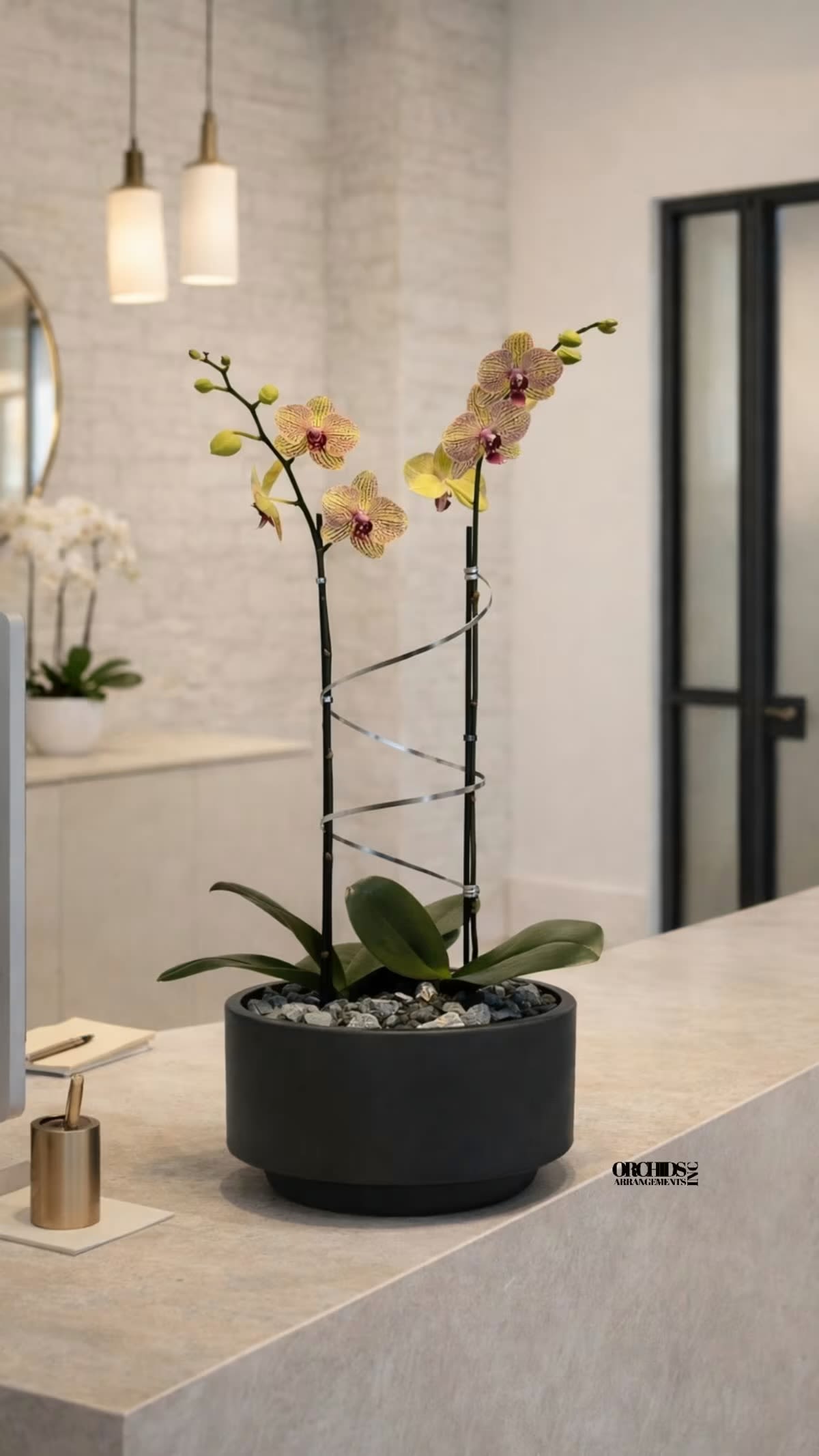 Peach Cascading Orchid Arrangement –Double Swan Orchids - Double Peach Cascade Swan Phalaenopsis Orchid Arrangements designed with a Black Vase 12” x 6”.
