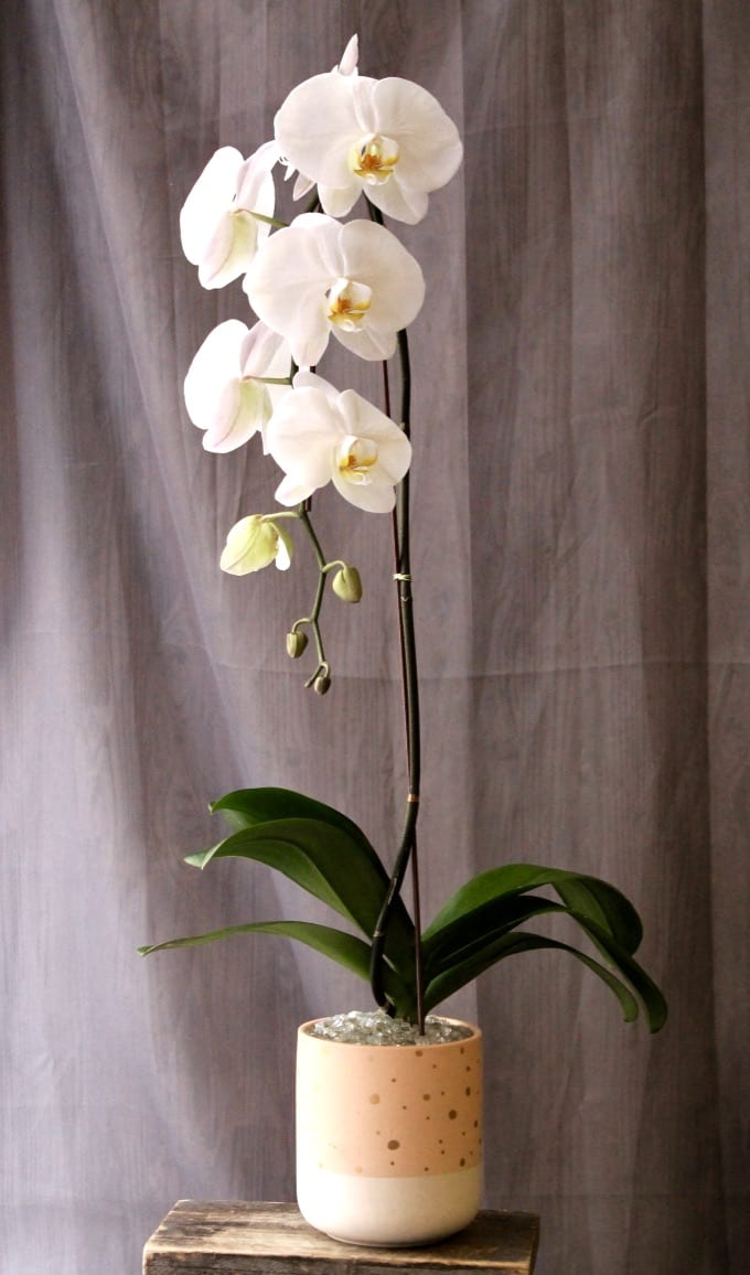 White orchid plant in a speckled ceramic pot