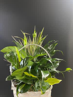 Basket of assorted green houseplants with a handle