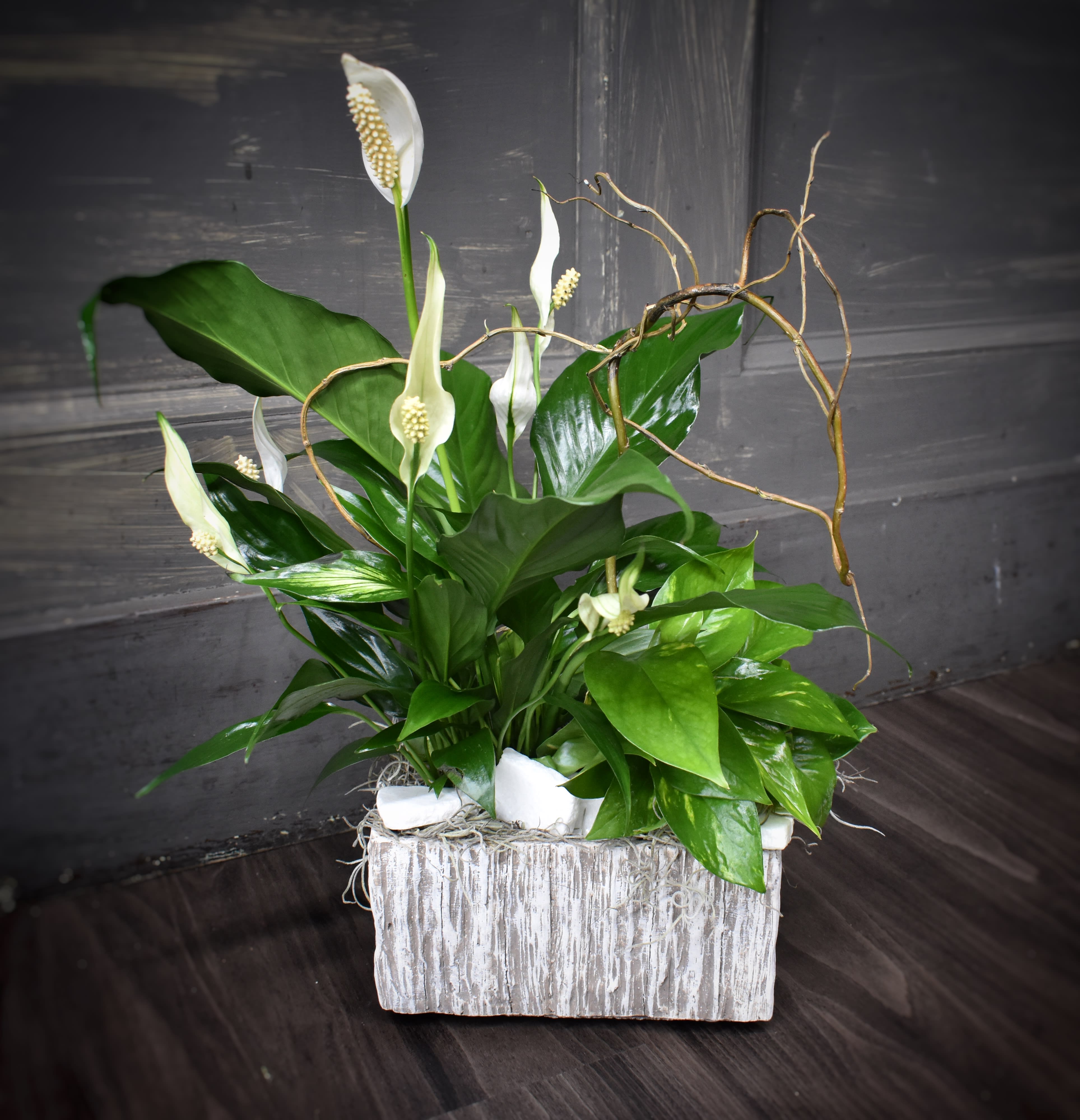 White calla lilies in a rustic whitewashed container with glossy green foliage