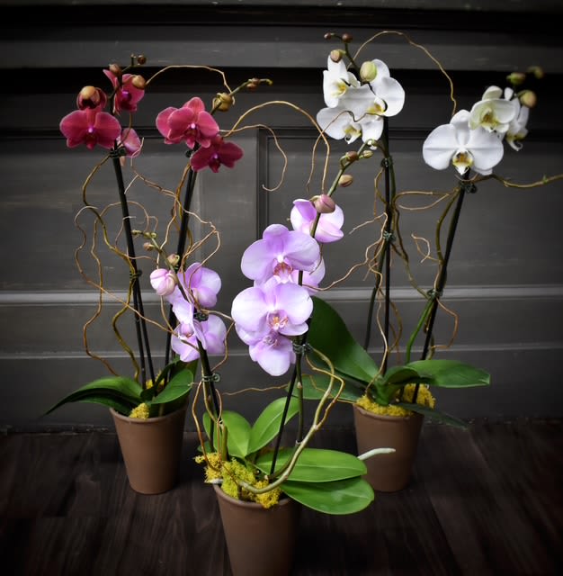 Four potted orchid plants with pink, lavender, and white blooms